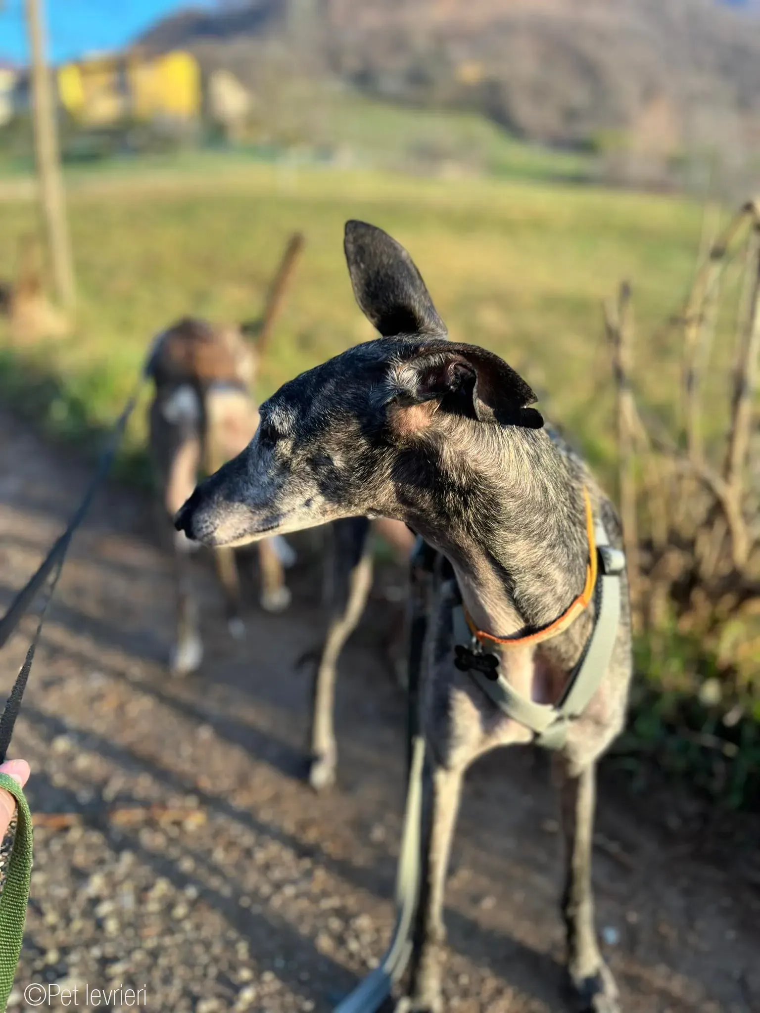 CASTANA GALGO TIGRATA CANE FOSTERHOME 20
