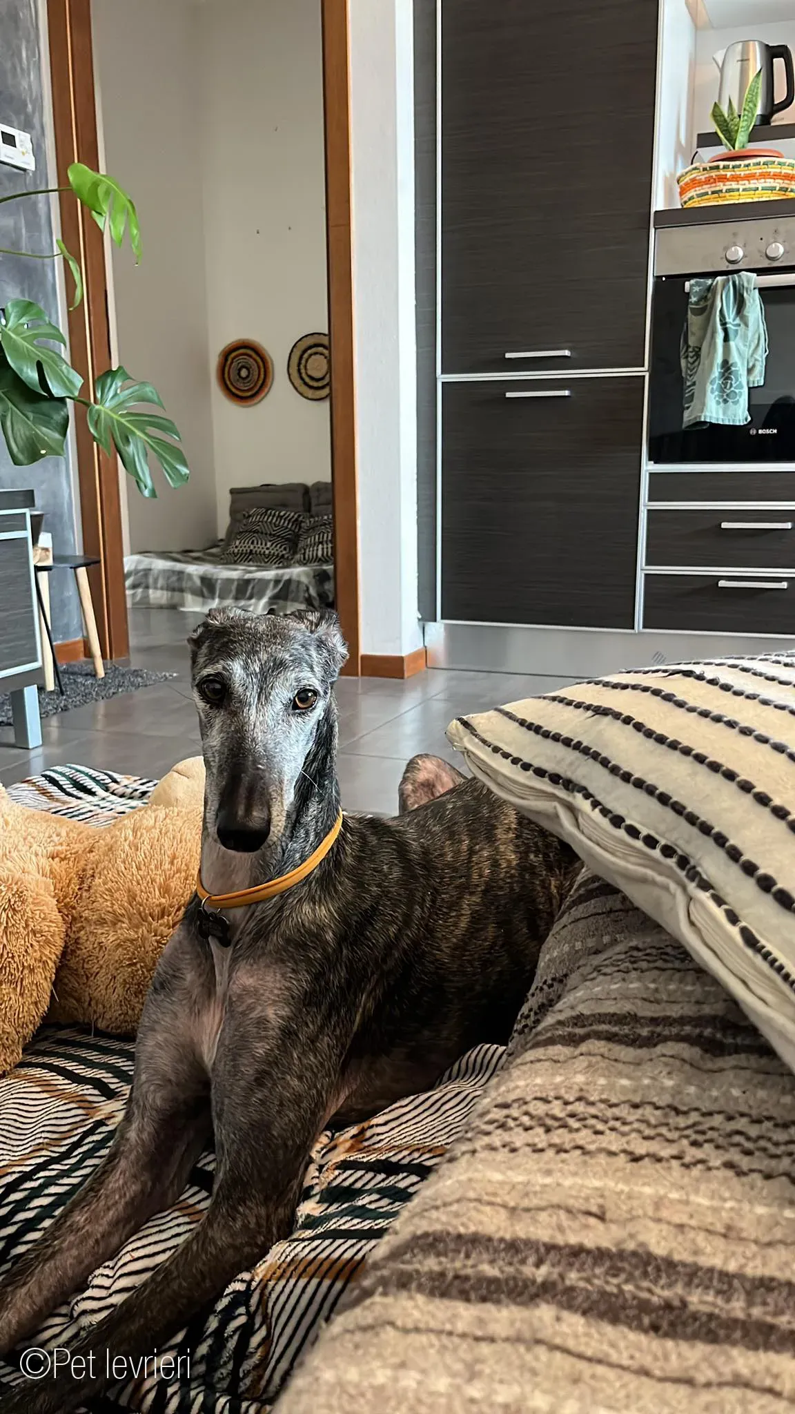 CASTANA GALGO TIGRATA CANE FOSTERHOME 21