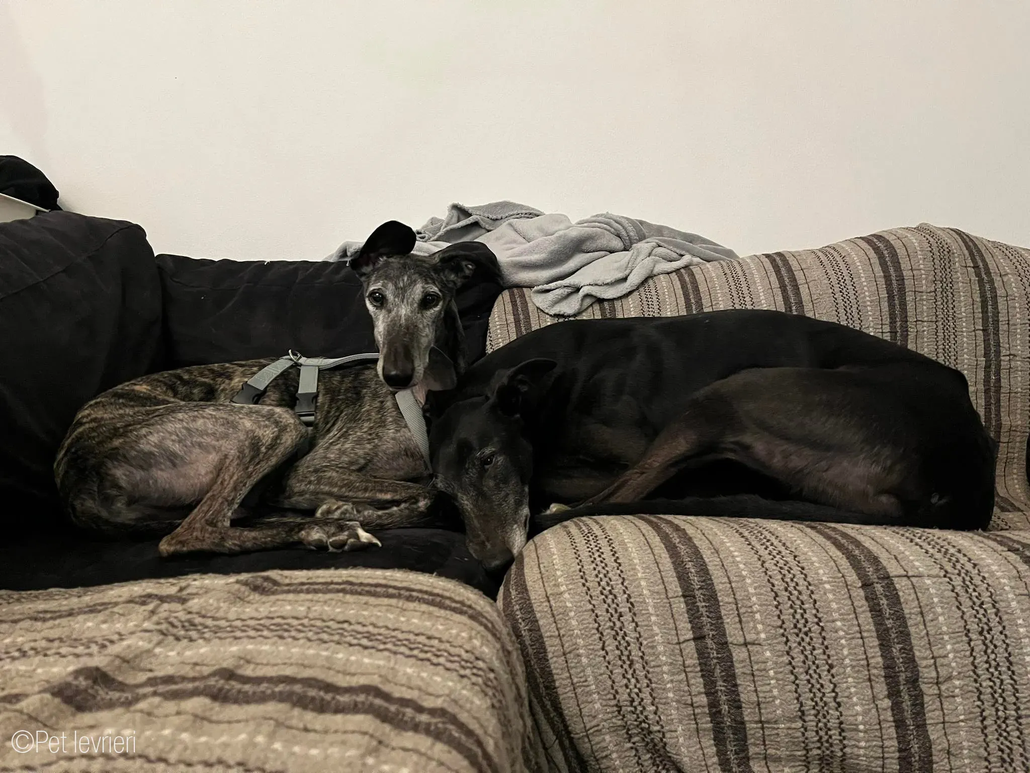 CASTANA GALGO TIGRATA CANE FOSTERHOME 22