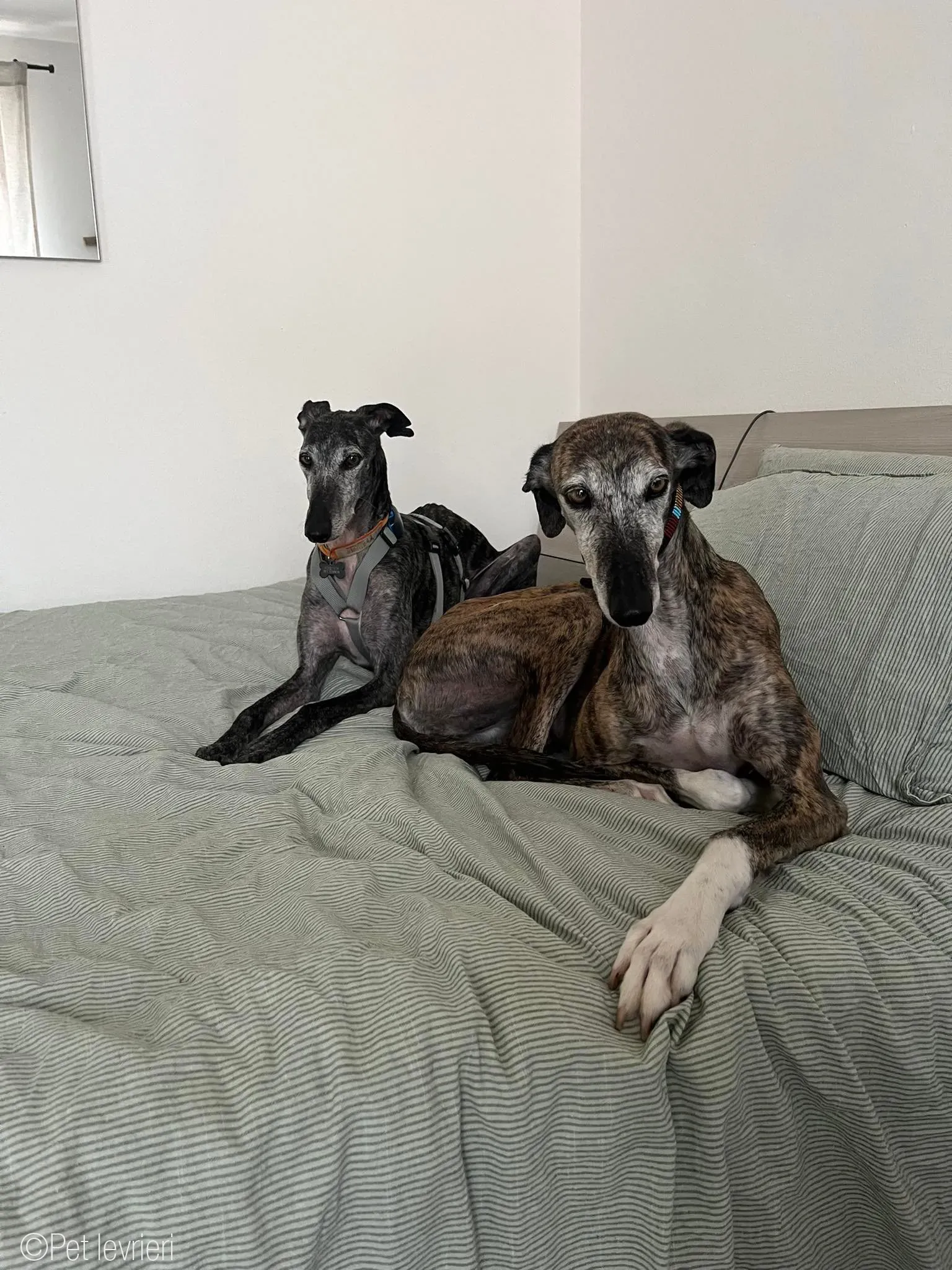 CASTANA GALGO TIGRATA CANE FOSTERHOME 23