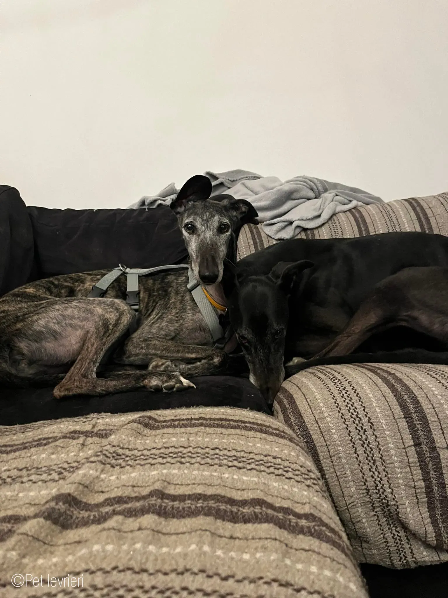 CASTANA GALGO TIGRATA CANE FOSTERHOME 25