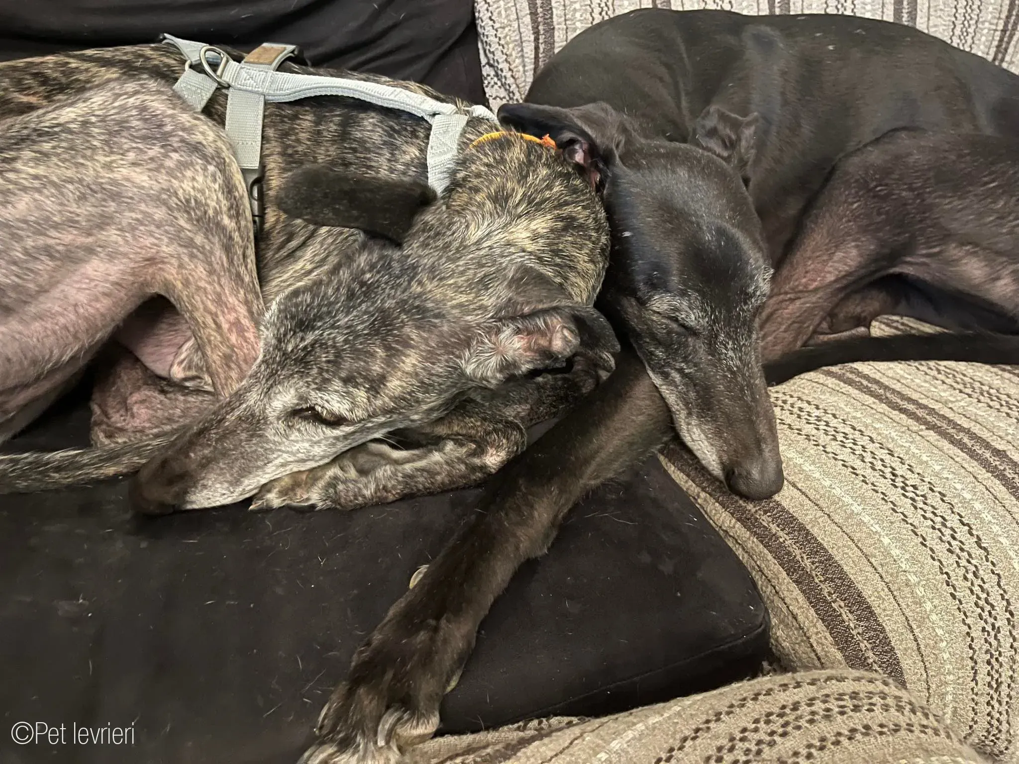 CASTANA GALGO TIGRATA CANE FOSTERHOME 26