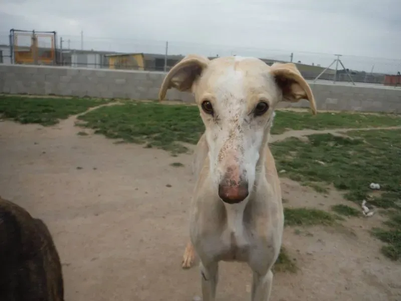 CASTELLANA PADDOCK 3