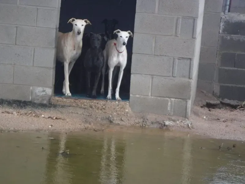 CHECHU SILLINA LORCA E SENORITA