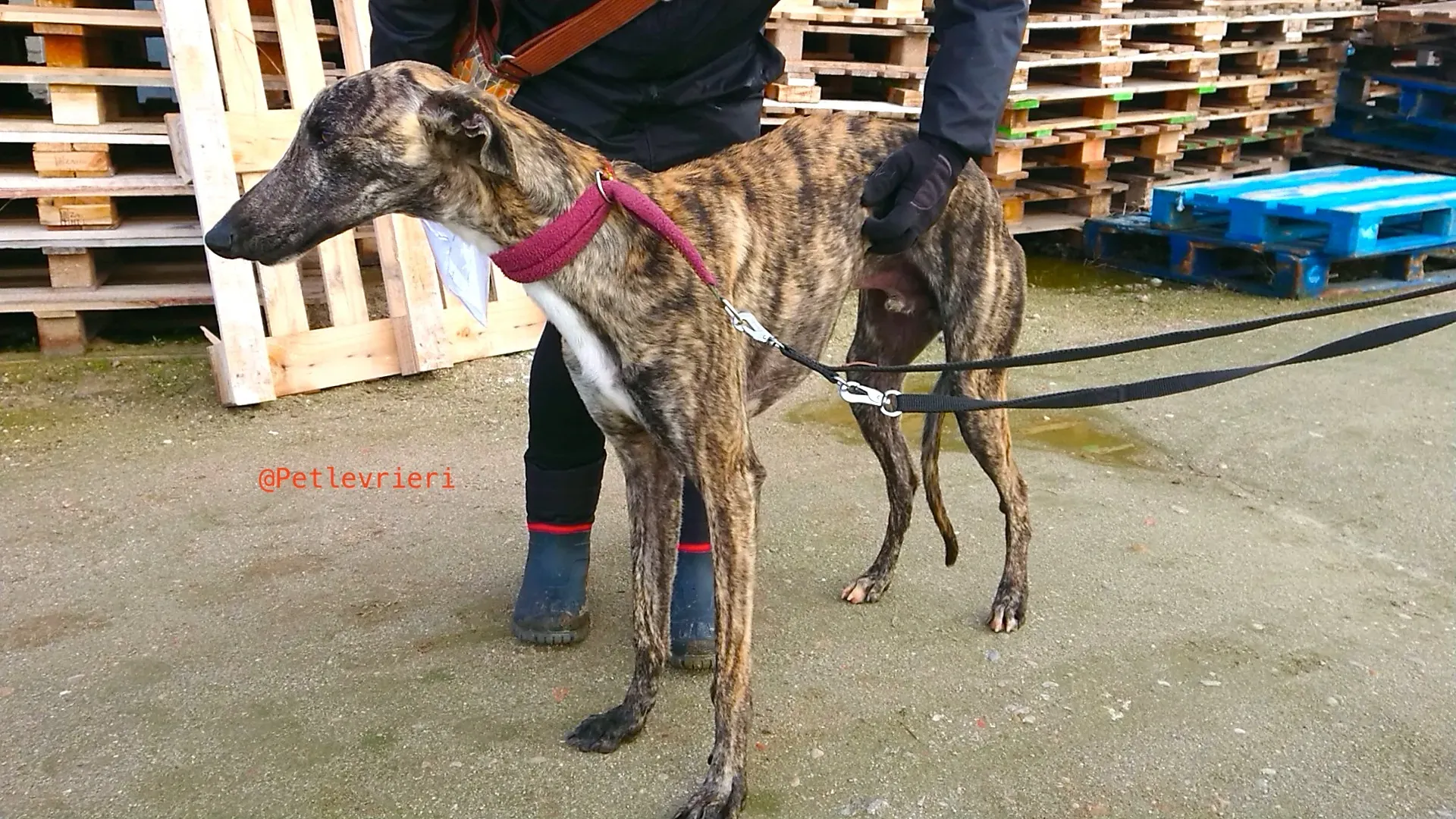 CHIP 2407 adozione levrieri galgo 1