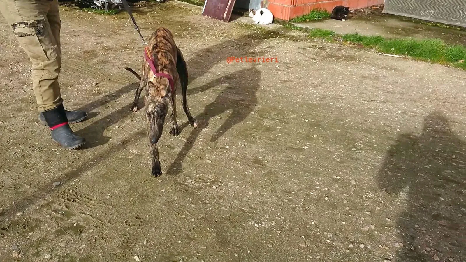 CHIP 2407 adozione levrieri galgo 21