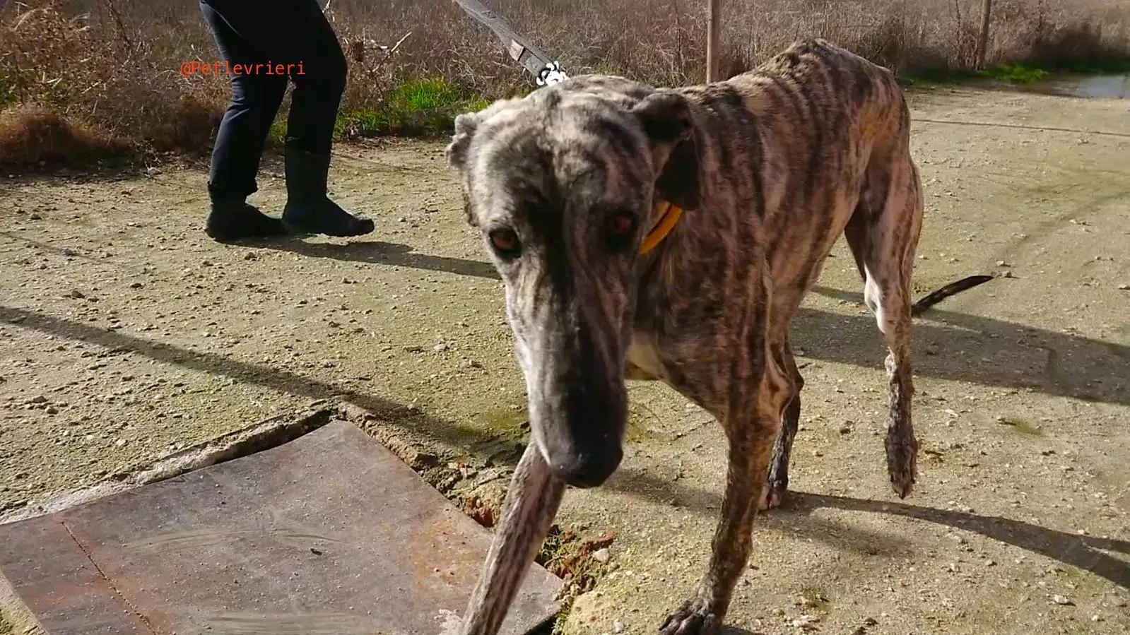 CHIP 2407 adozione levrieri galgo 24