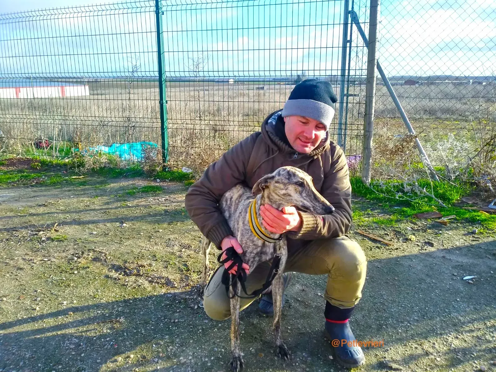 CHIP 3237 adozione levrieri galgo 13