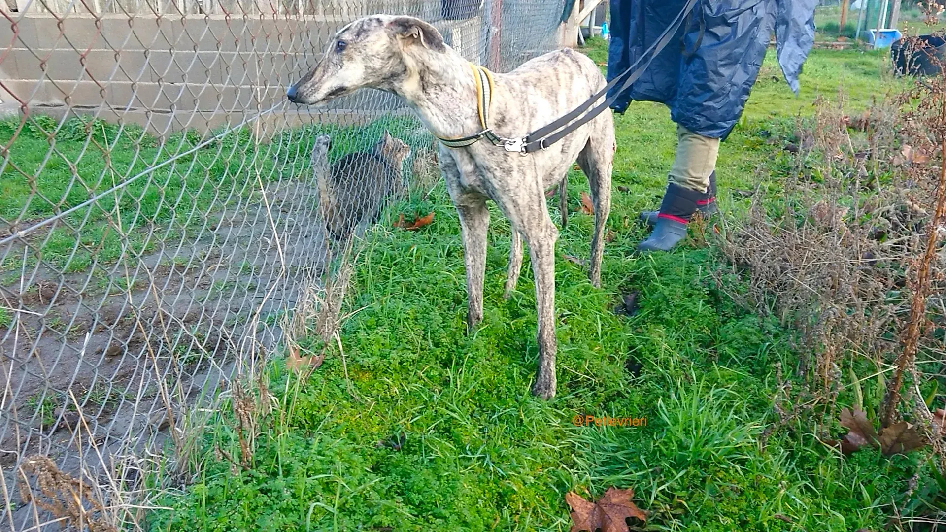 CHIP 3237 adozione levrieri galgo 14