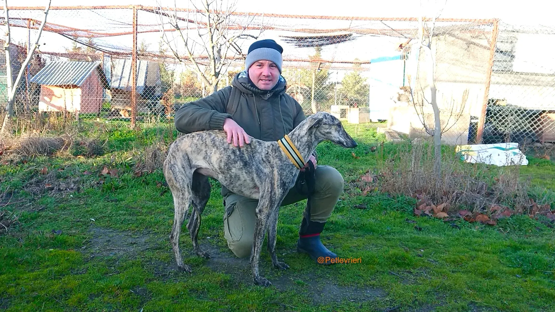 CHIP 3237 adozione levrieri galgo 2