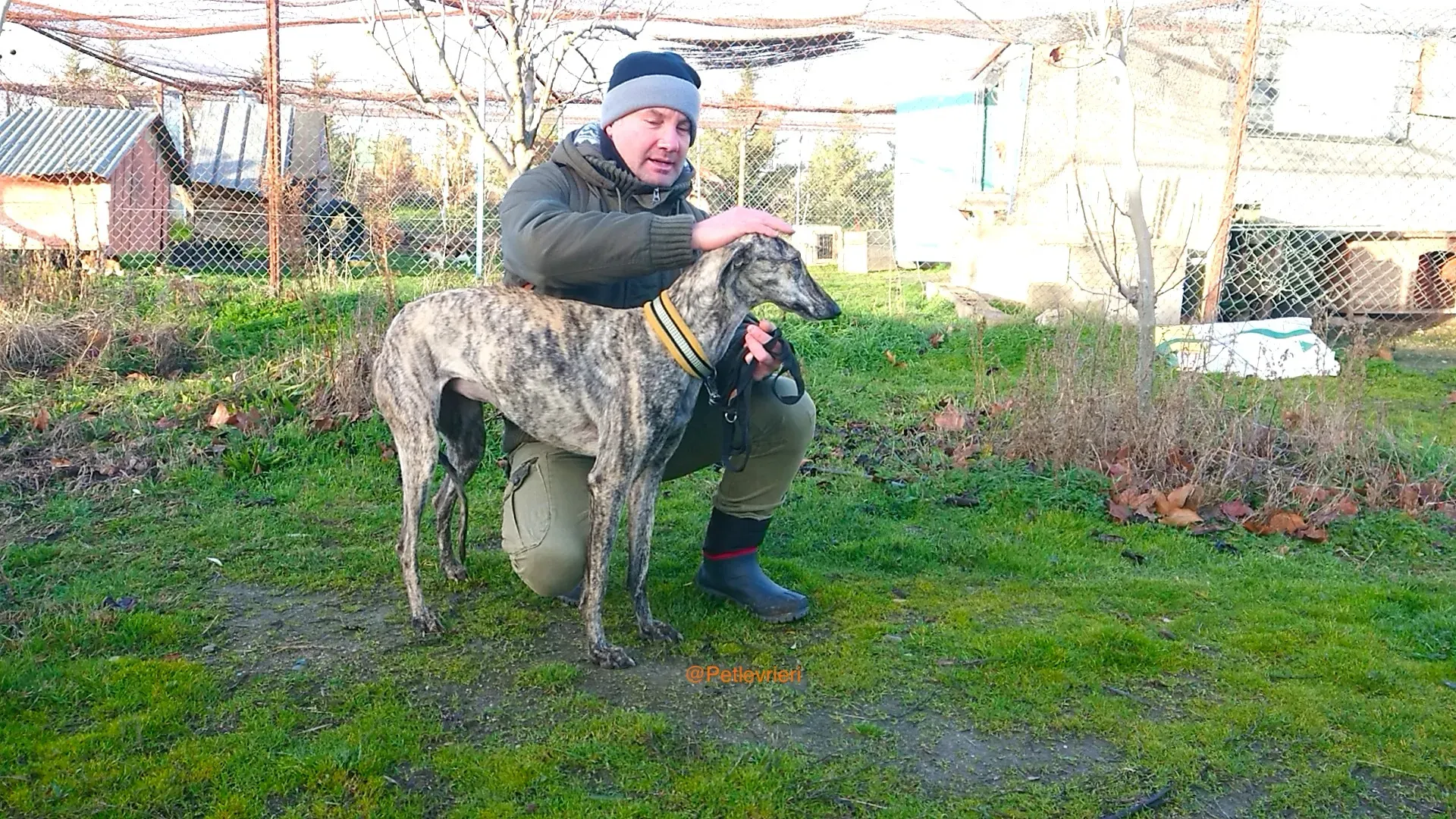 CHIP 3237 adozione levrieri galgo 3