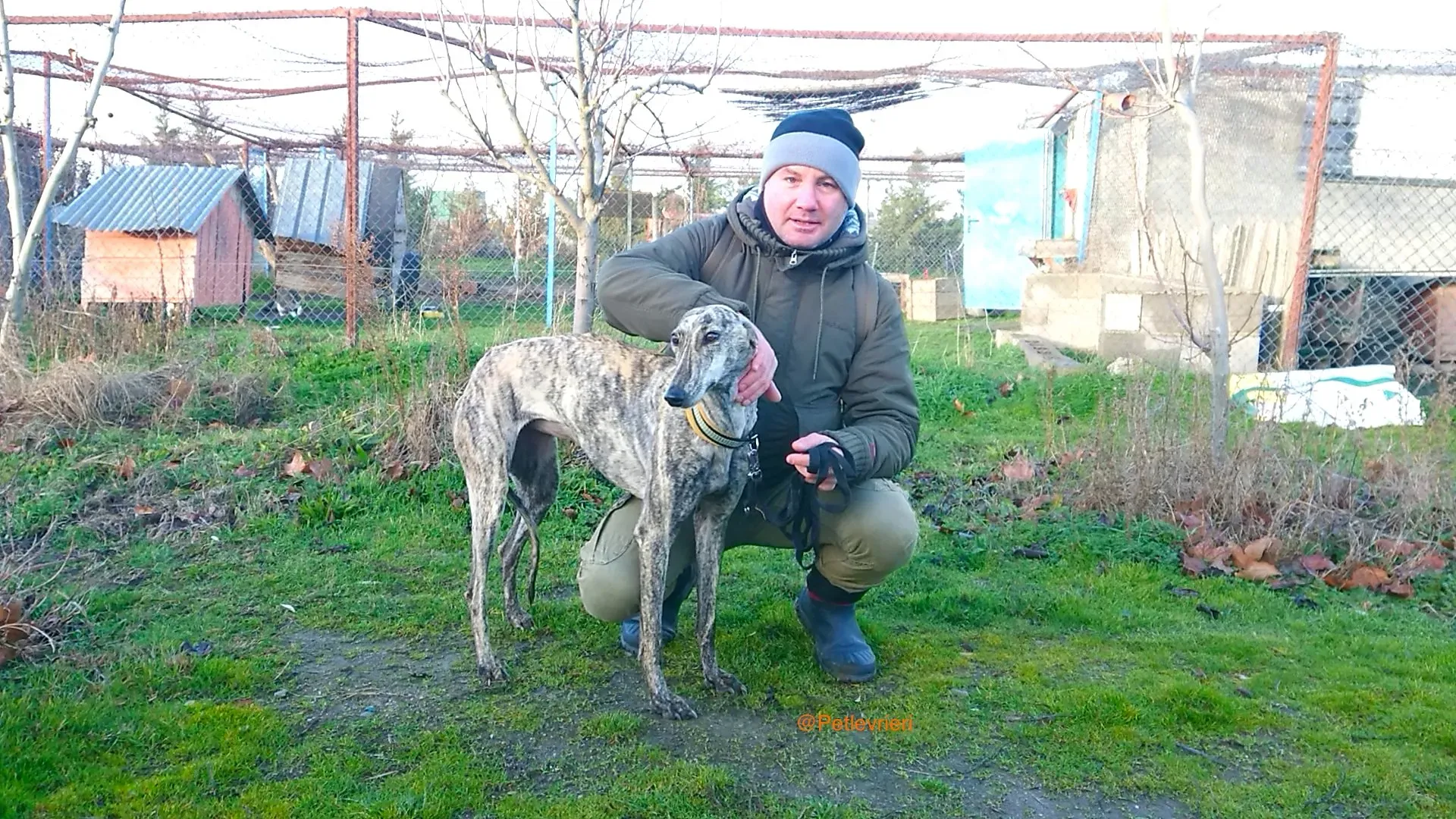 CHIP 3237 adozione levrieri galgo 4