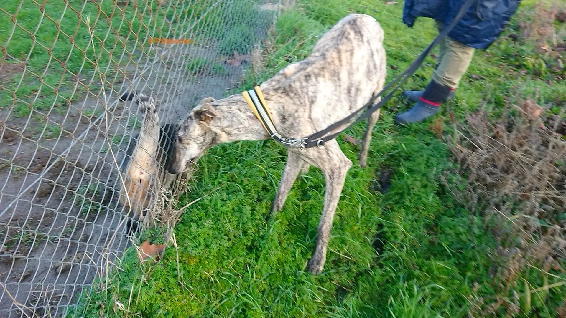 CHIP 3237 adozione levrieri galgo.1