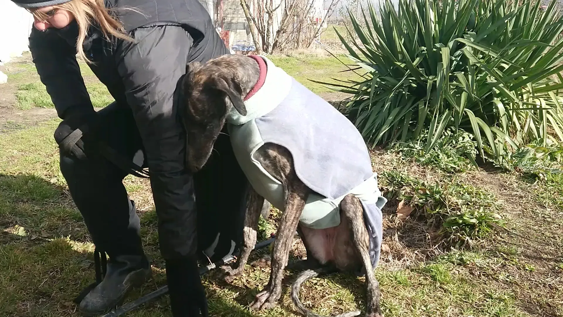 CHIP5539 Pepita adozione levrieri galgo 3