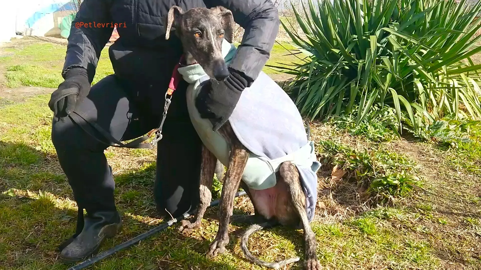 CHIP5539 pepita adozione levrieri galgo 5