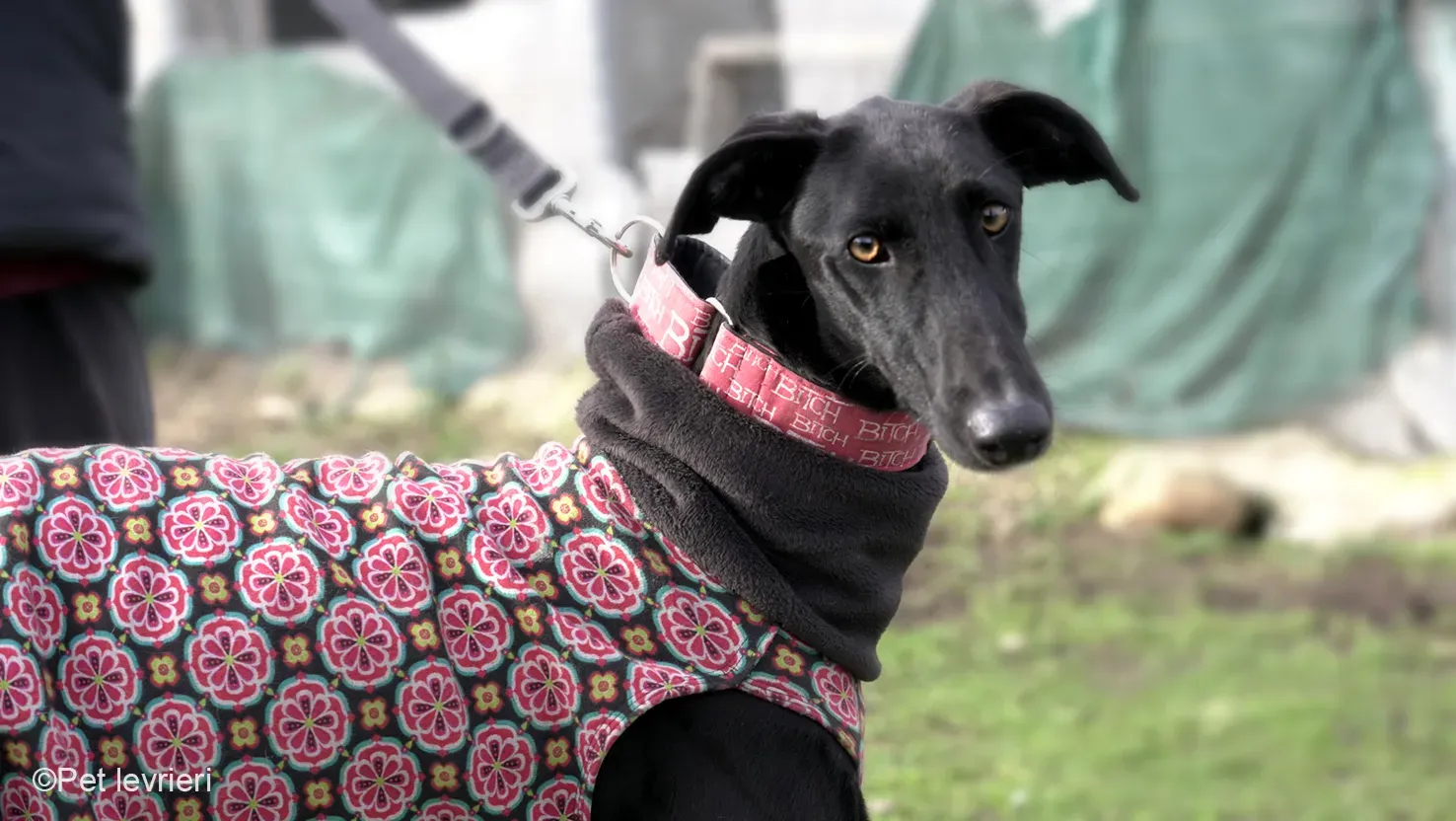 CHIP5691 galgo femmina cane adozione levrieri 01