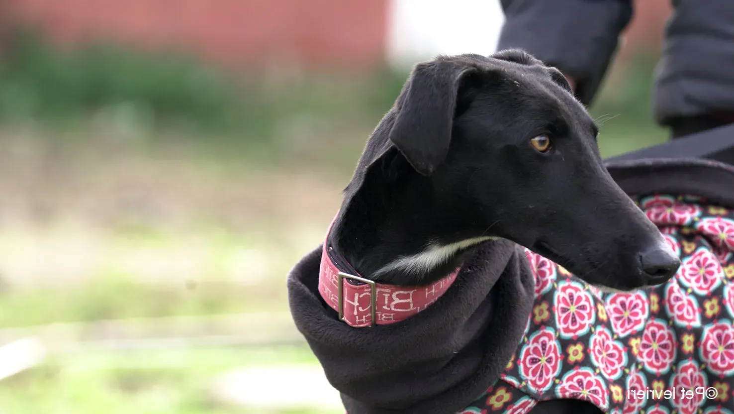 CHIP5691 galgo femmina cane adozione levrieri 02 e1708073515181