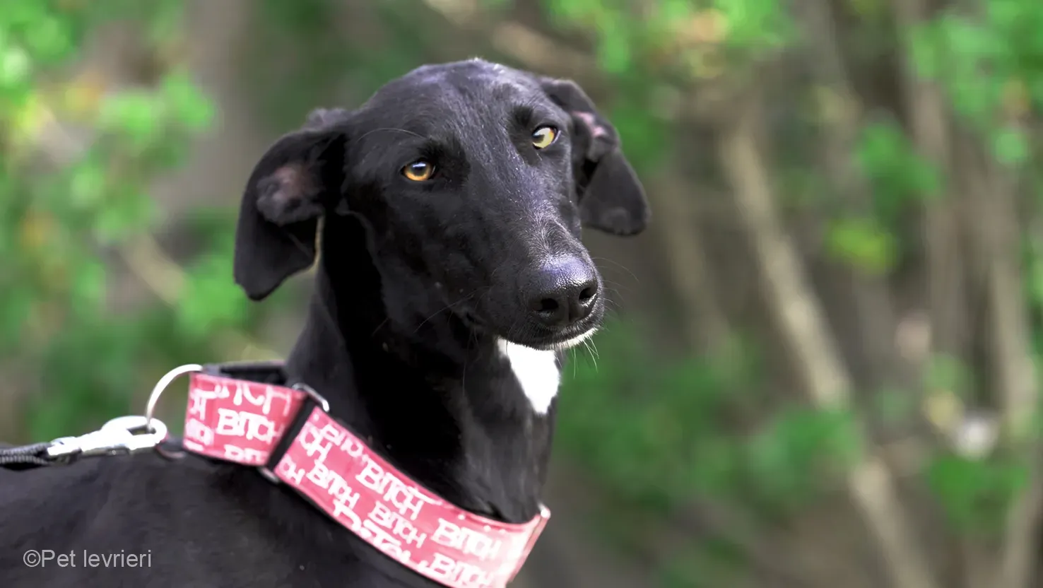 CHIP5691 galgo femmina cane adozione levrieri 03