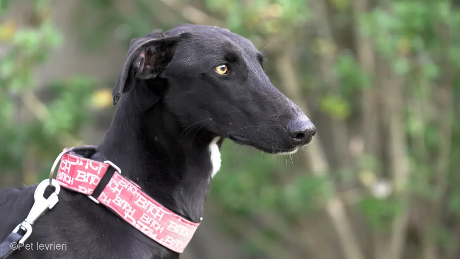 CHIP5691 galgo femmina cane adozione levrieri 04