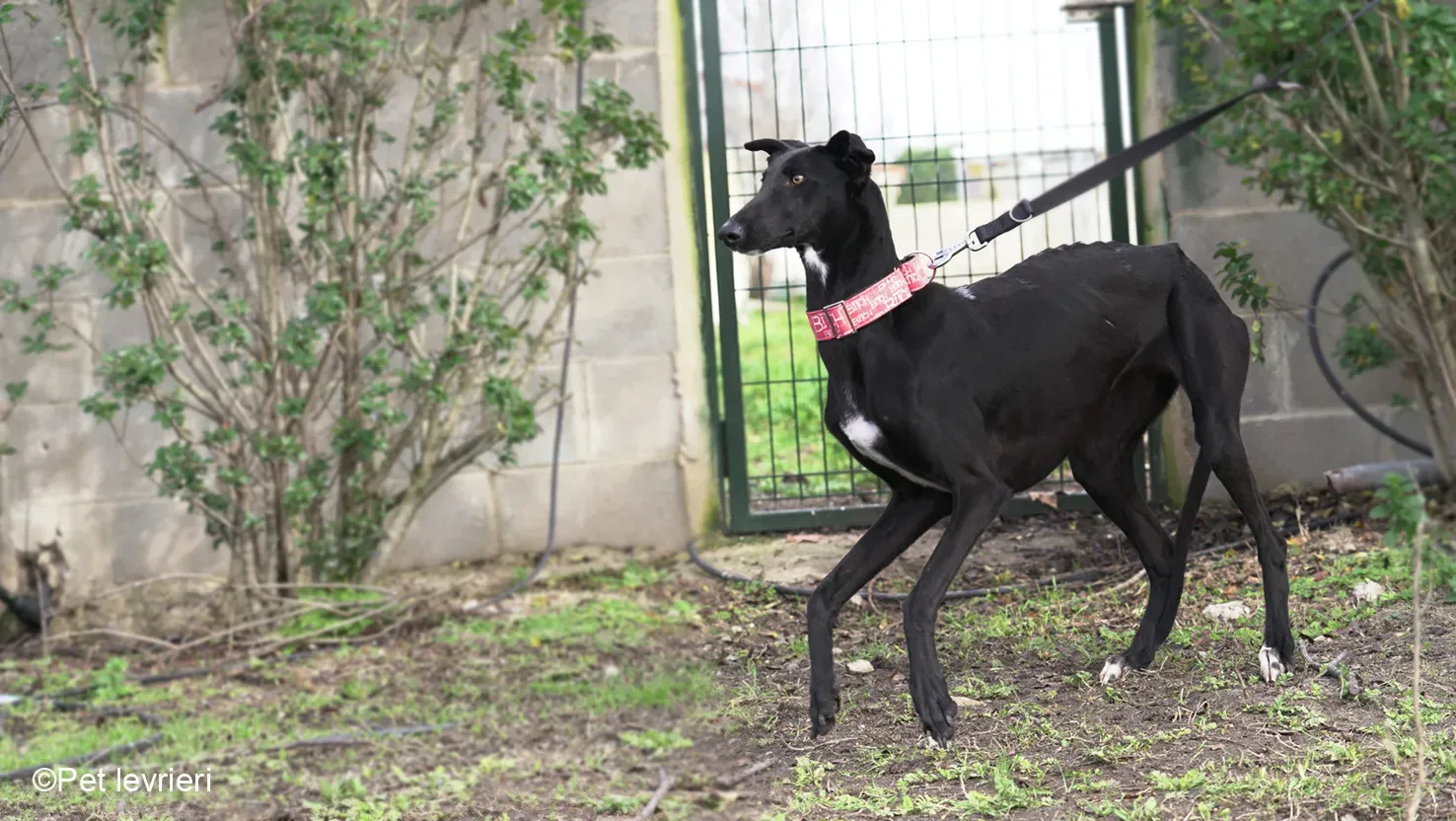 CHIP5691 galgo femmina cane adozione levrieri 05
