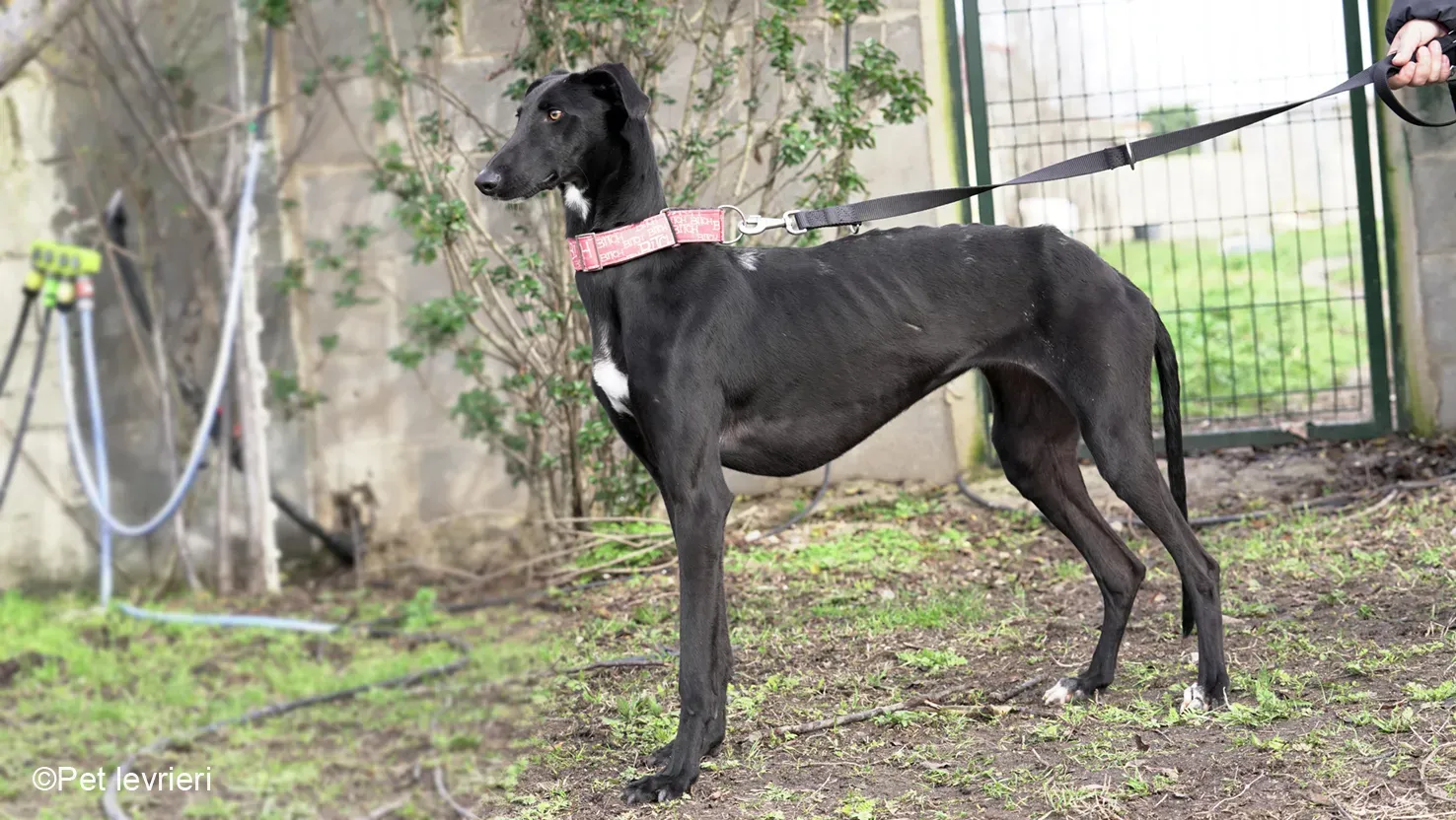 CHIP5691 galgo femmina cane adozione levrieri 06