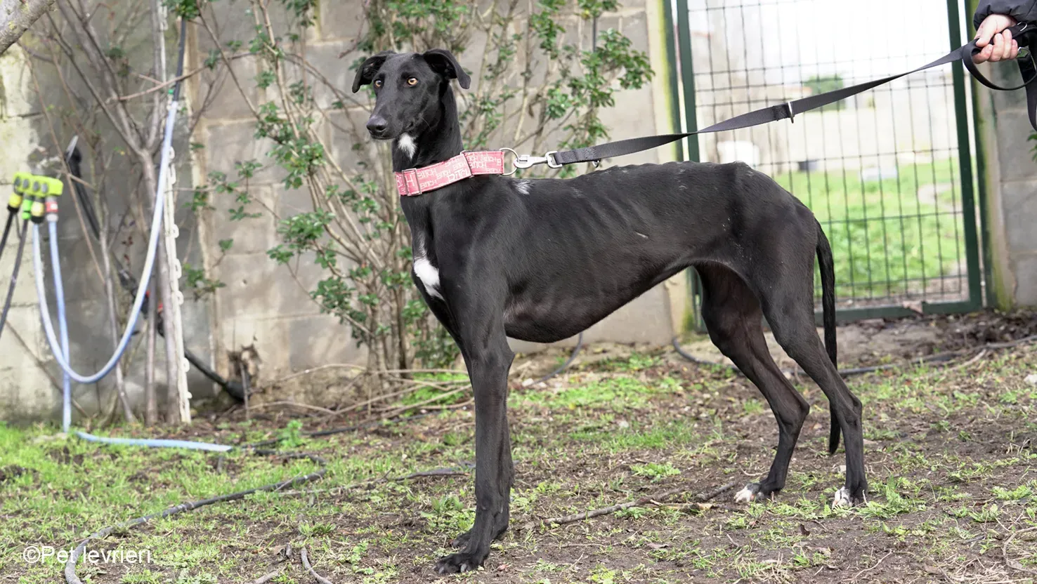 CHIP5691 galgo femmina cane adozione levrieri 07