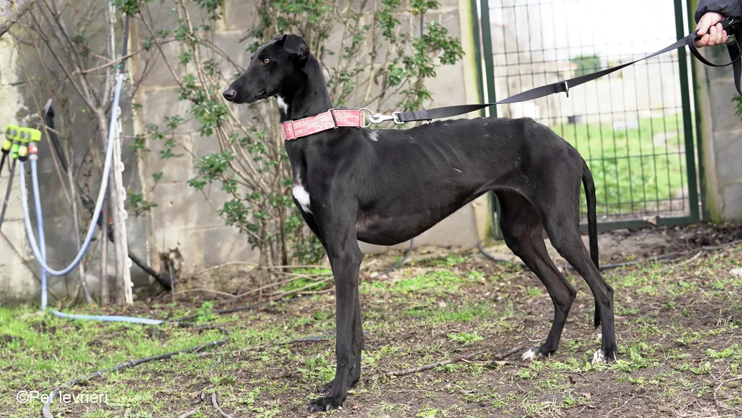 CHIP5691 galgo femmina cane adozione levrieri 08
