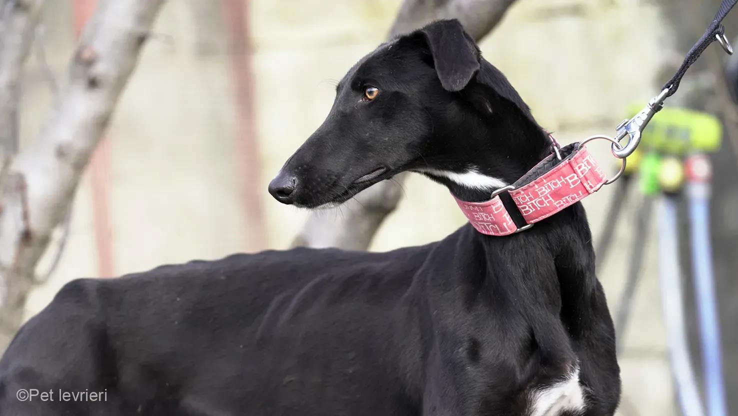 CHIP5691 galgo femmina cane adozione levrieri 09