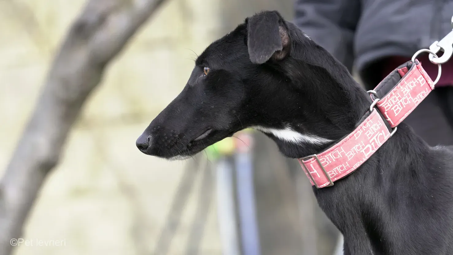CHIP5691 galgo femmina cane adozione levrieri 10