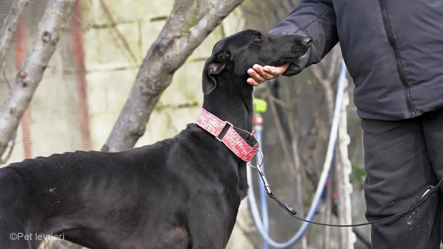 CHIP5691 galgo femmina cane adozione levrieri 11