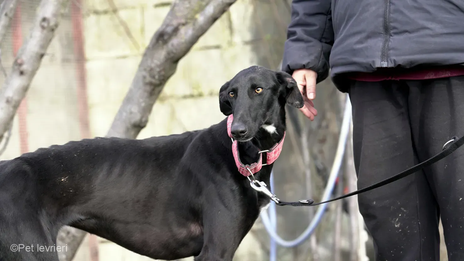 CHIP5691 galgo femmina cane adozione levrieri 12