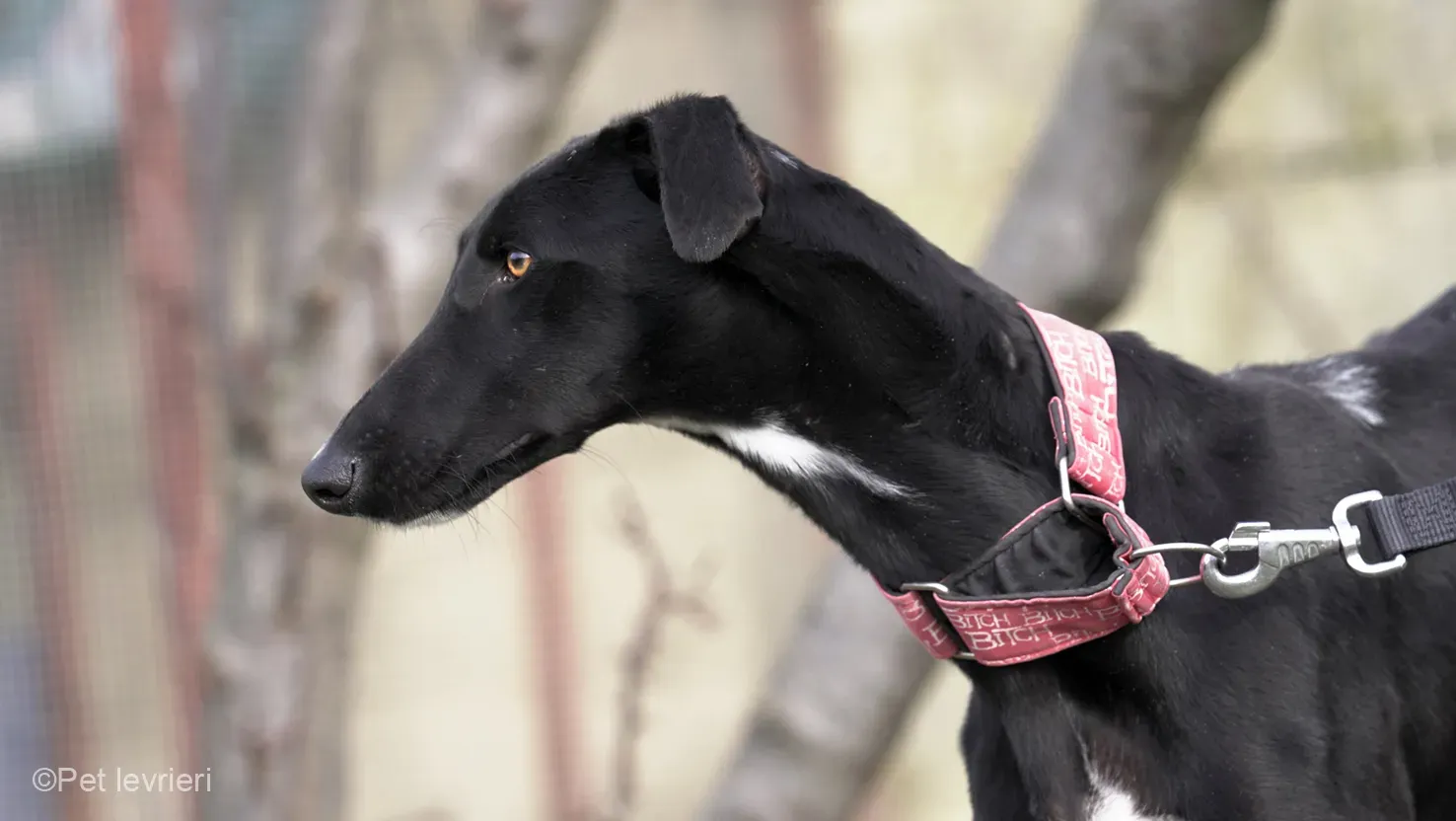 CHIP5691 galgo femmina cane adozione levrieri 13