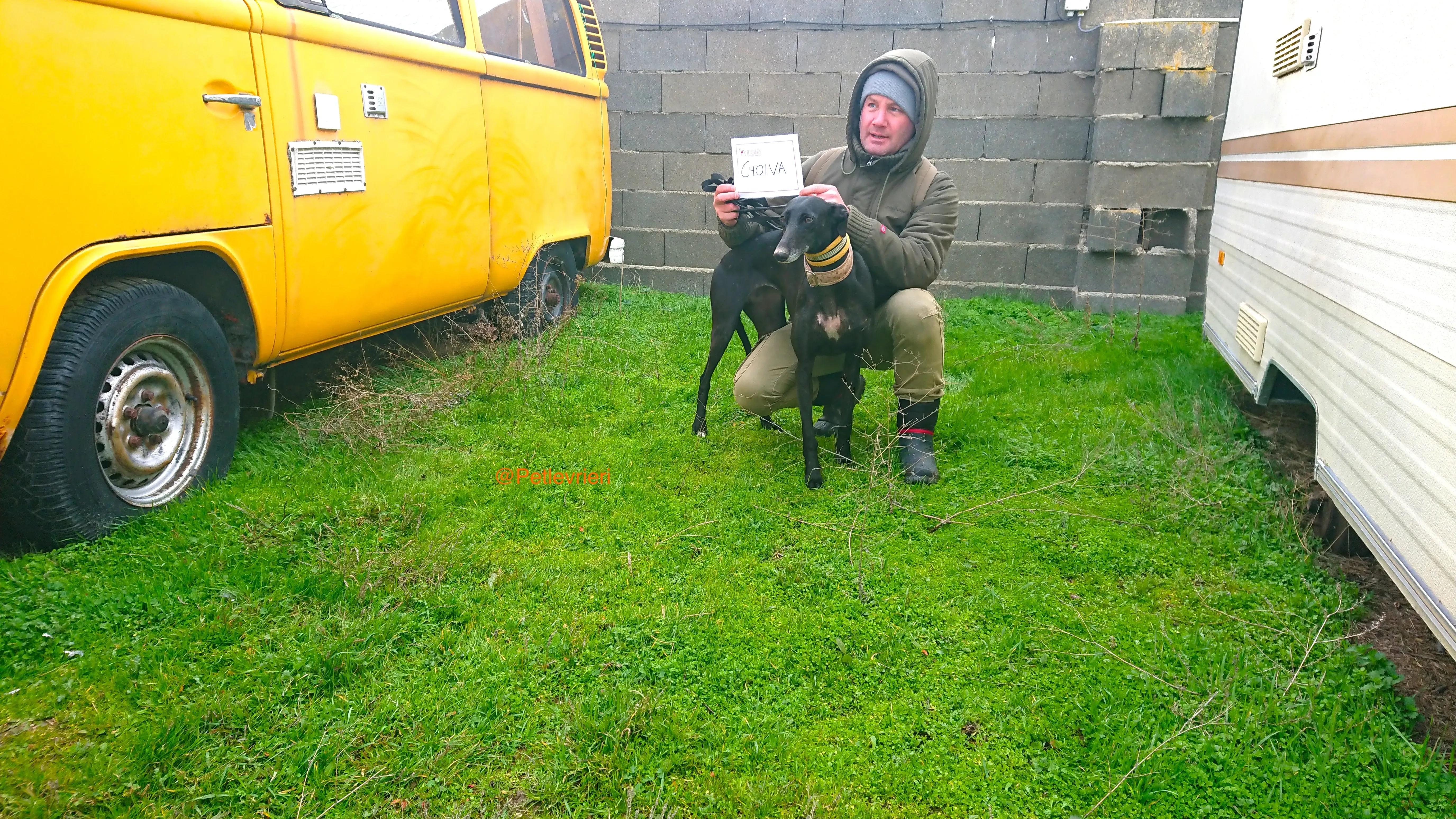 CHOIVA adozione levrieri galgo 1