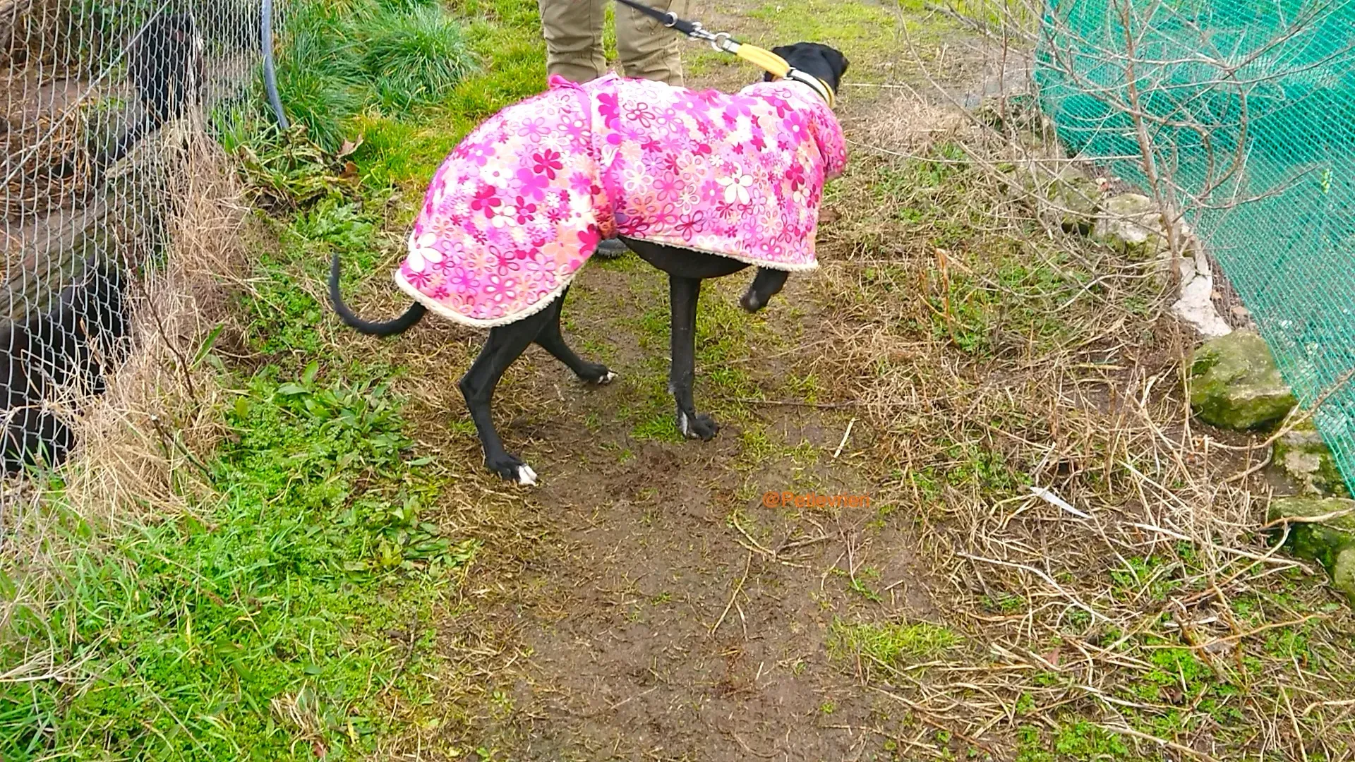 CHOIVA adozione levrieri galgo 2