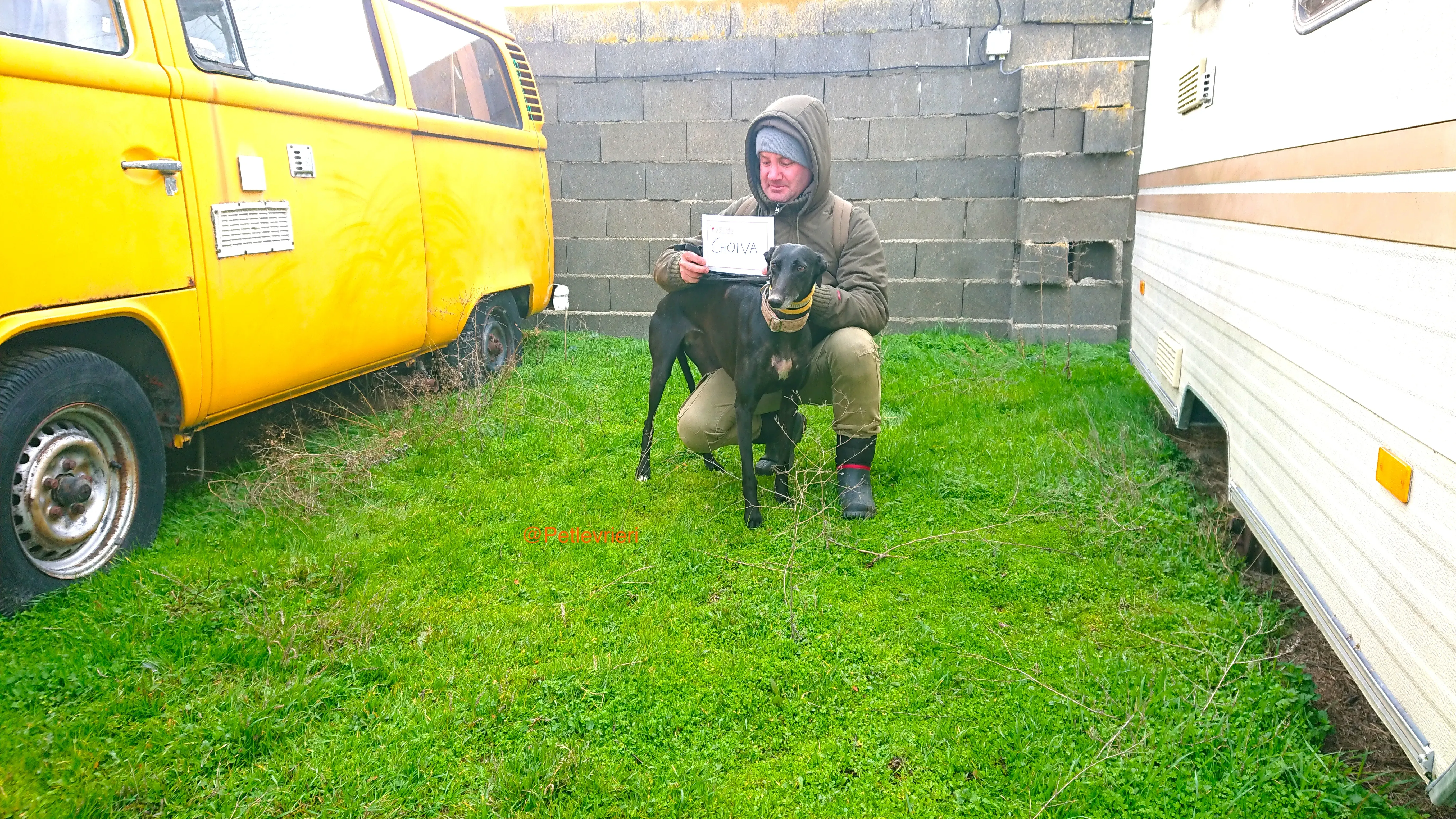 CHOIVA adozione levrieri galgo 3