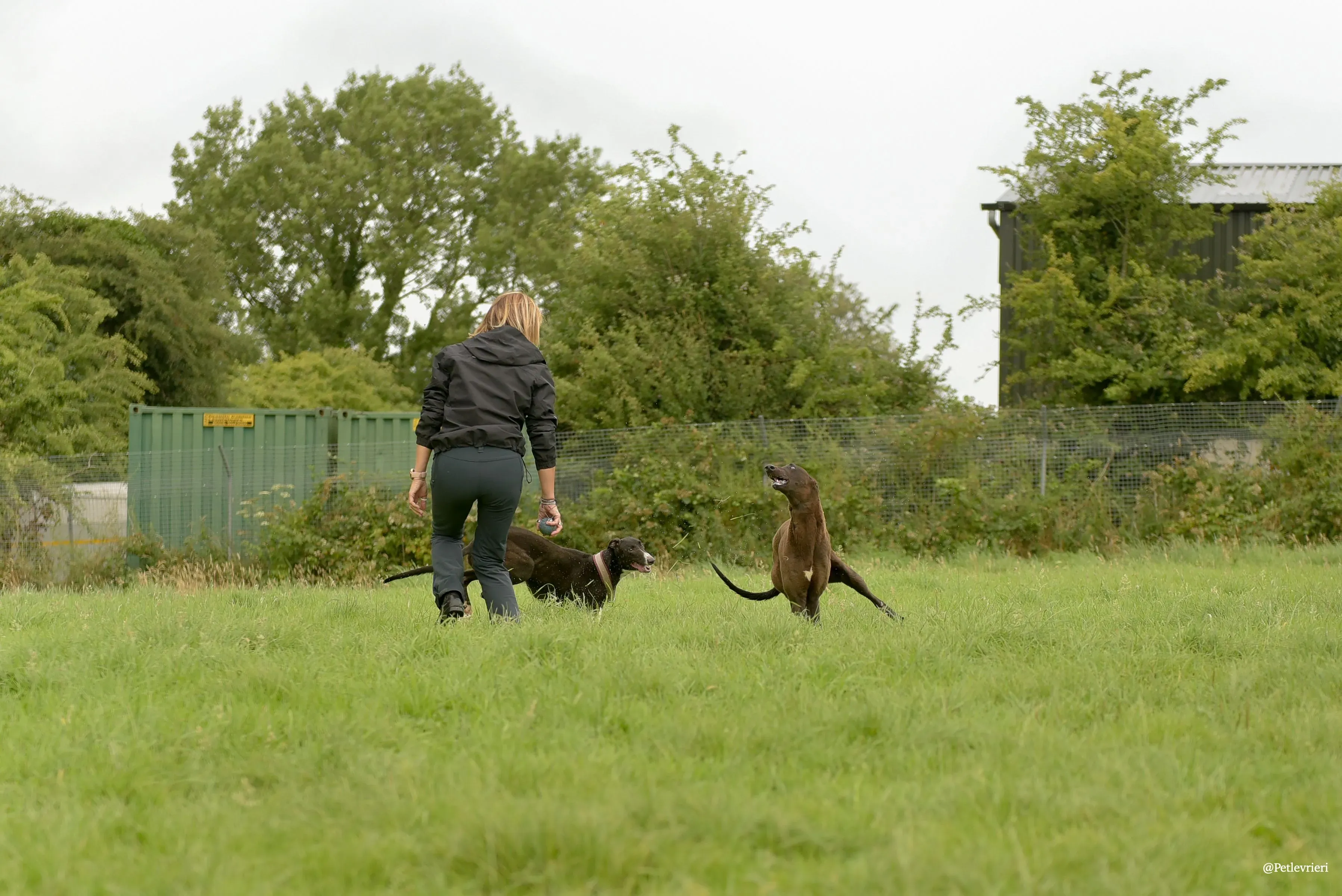 CIAN greyhound pet levrieri 10 risultato