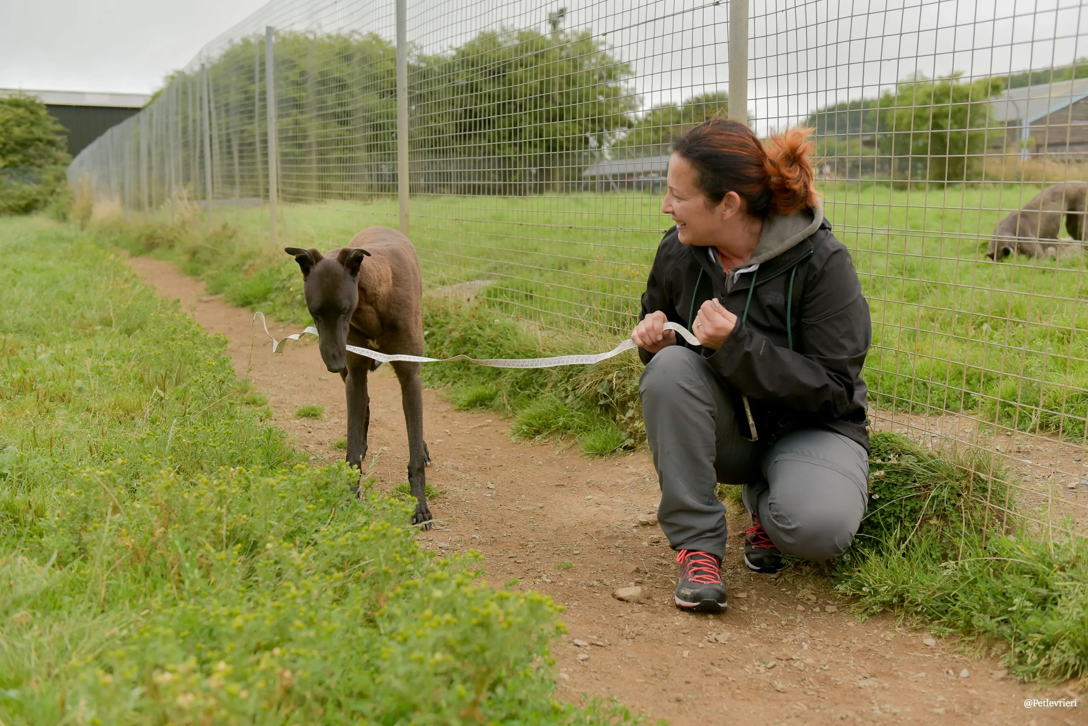 CIAN greyhound pet levrieri 13 risultato