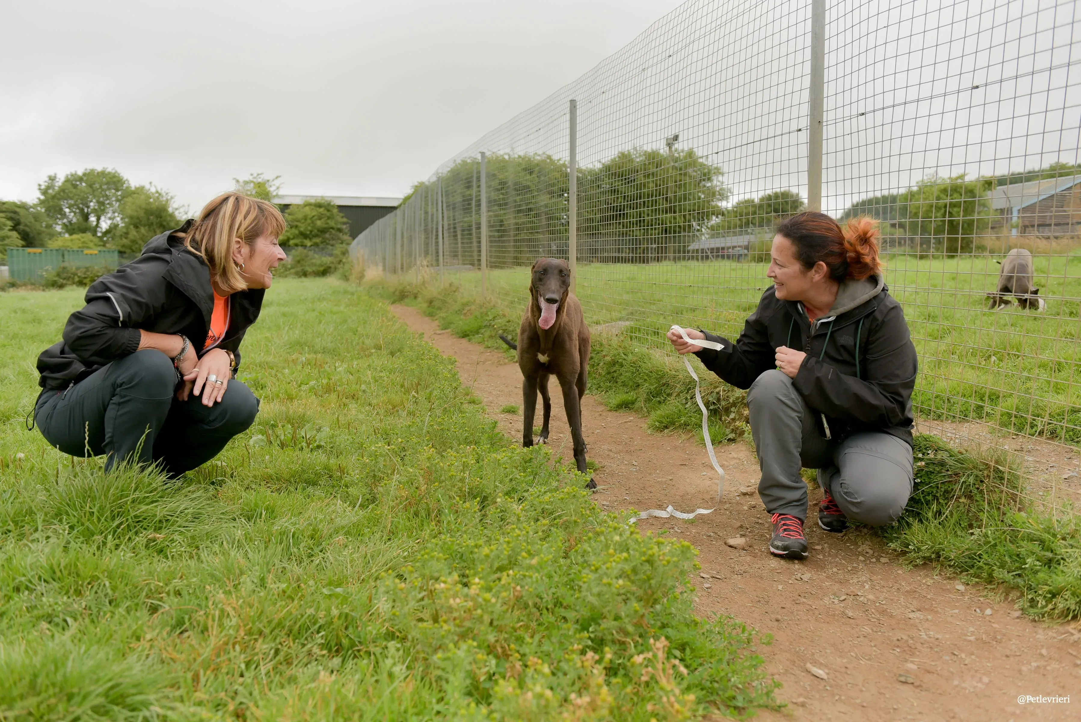 CIAN greyhound pet levrieri 14 risultato
