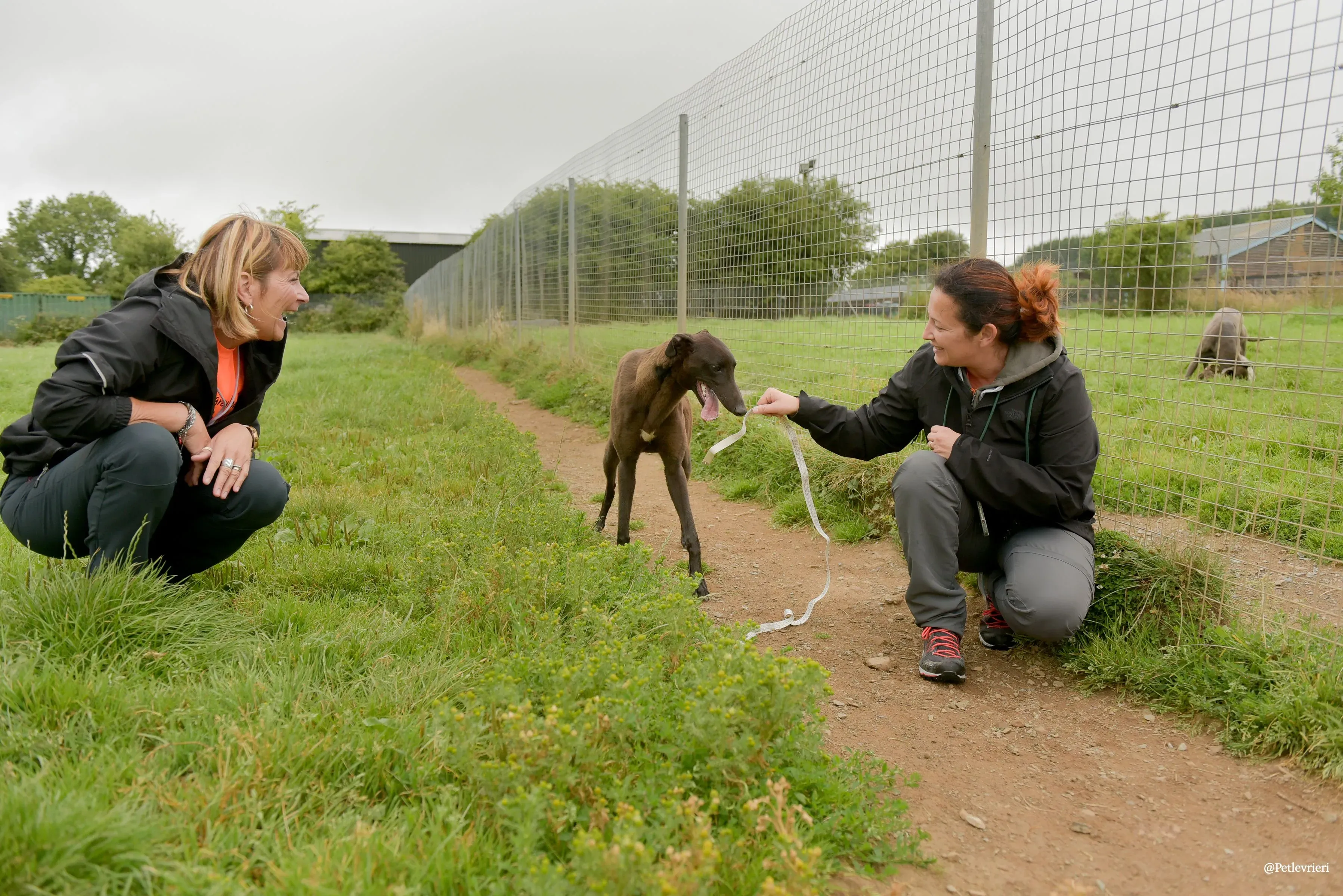 CIAN greyhound pet levrieri 15 risultato