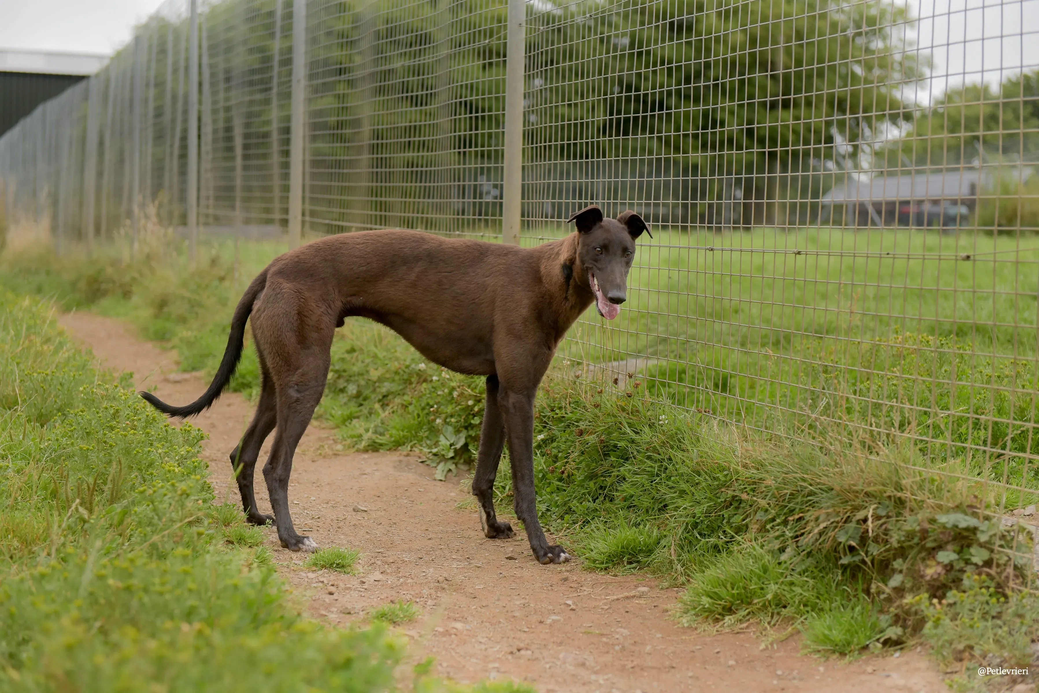 CIAN greyhound pet levrieri 17 risultato