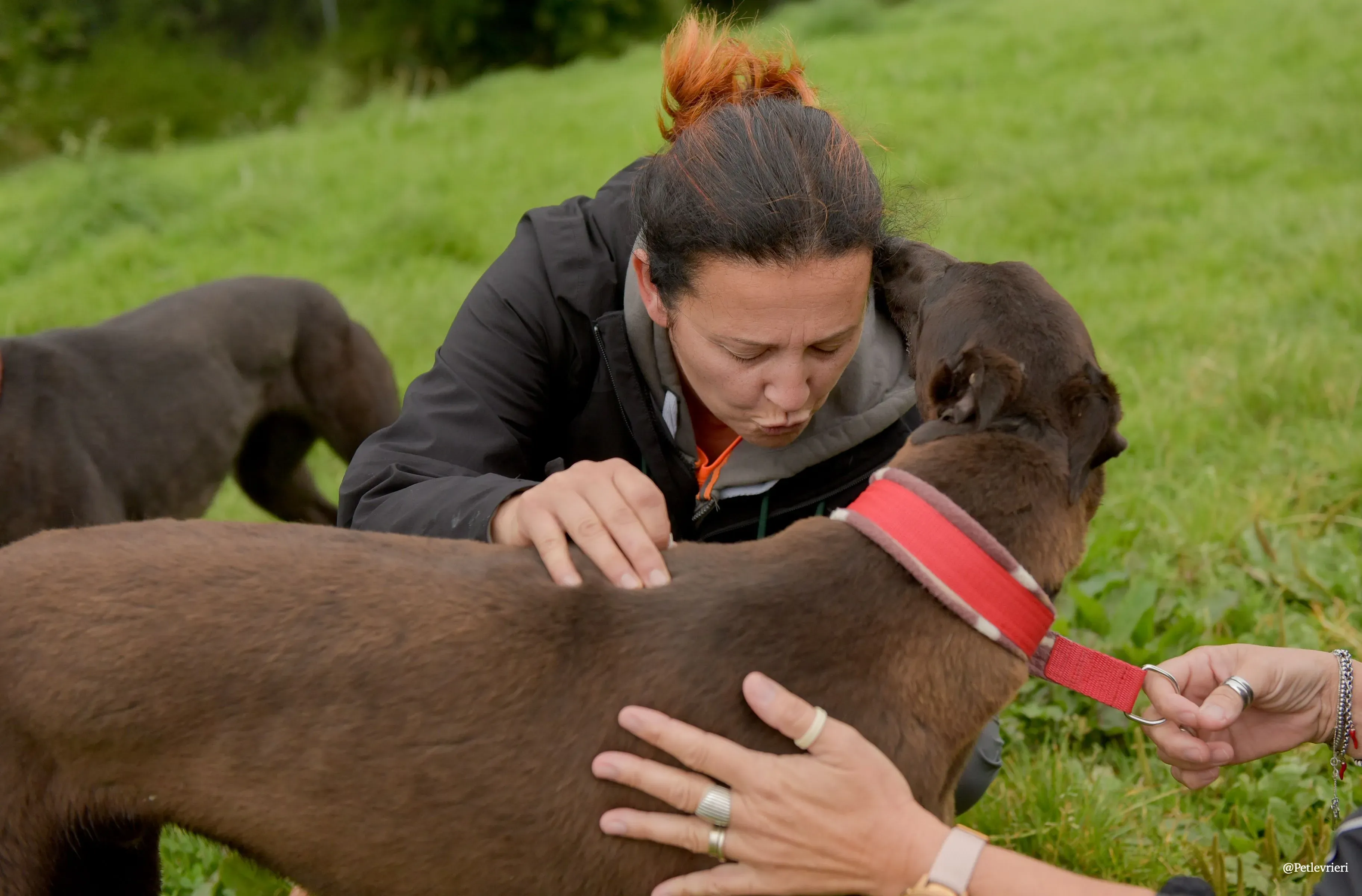 CIAN greyhound pet levrieri 18 risultato