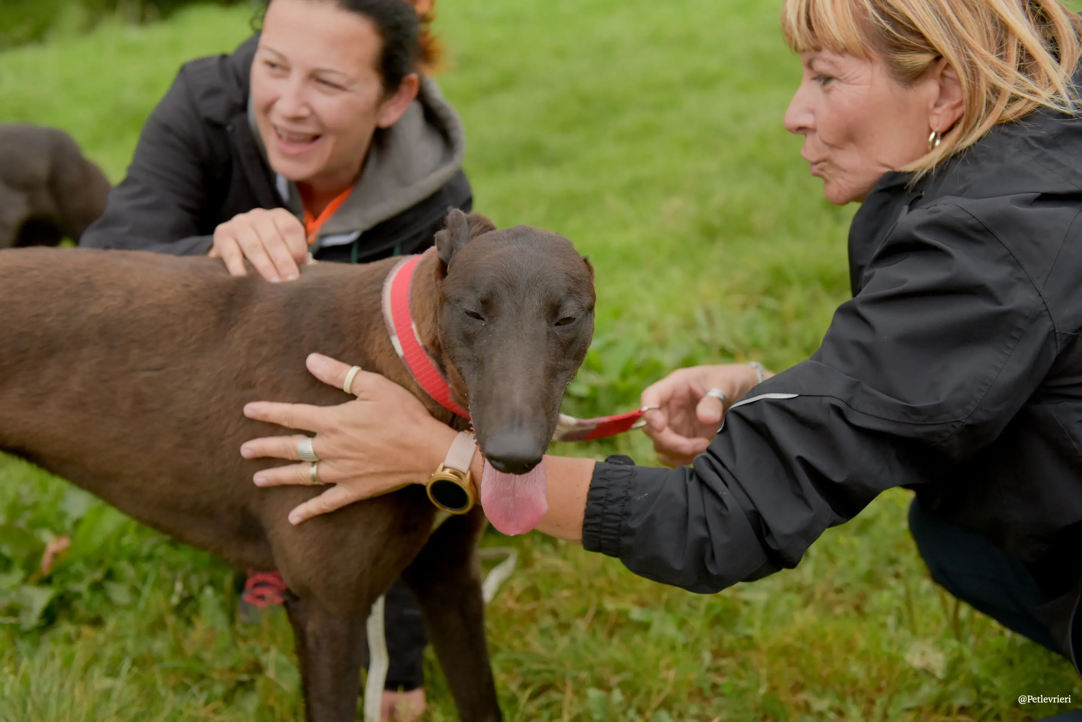 CIAN greyhound pet levrieri 19 risultato