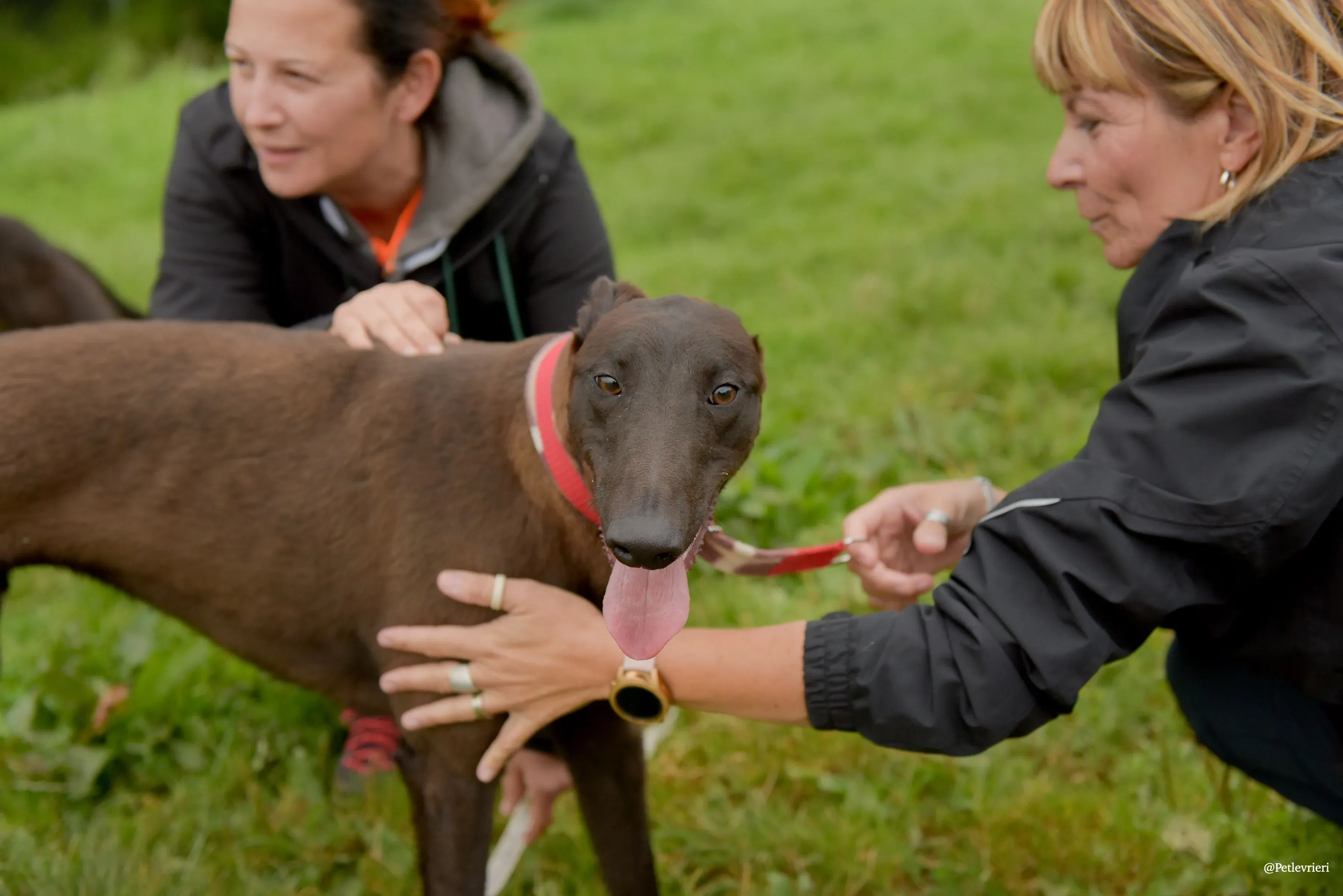 CIAN greyhound pet levrieri 20 risultato