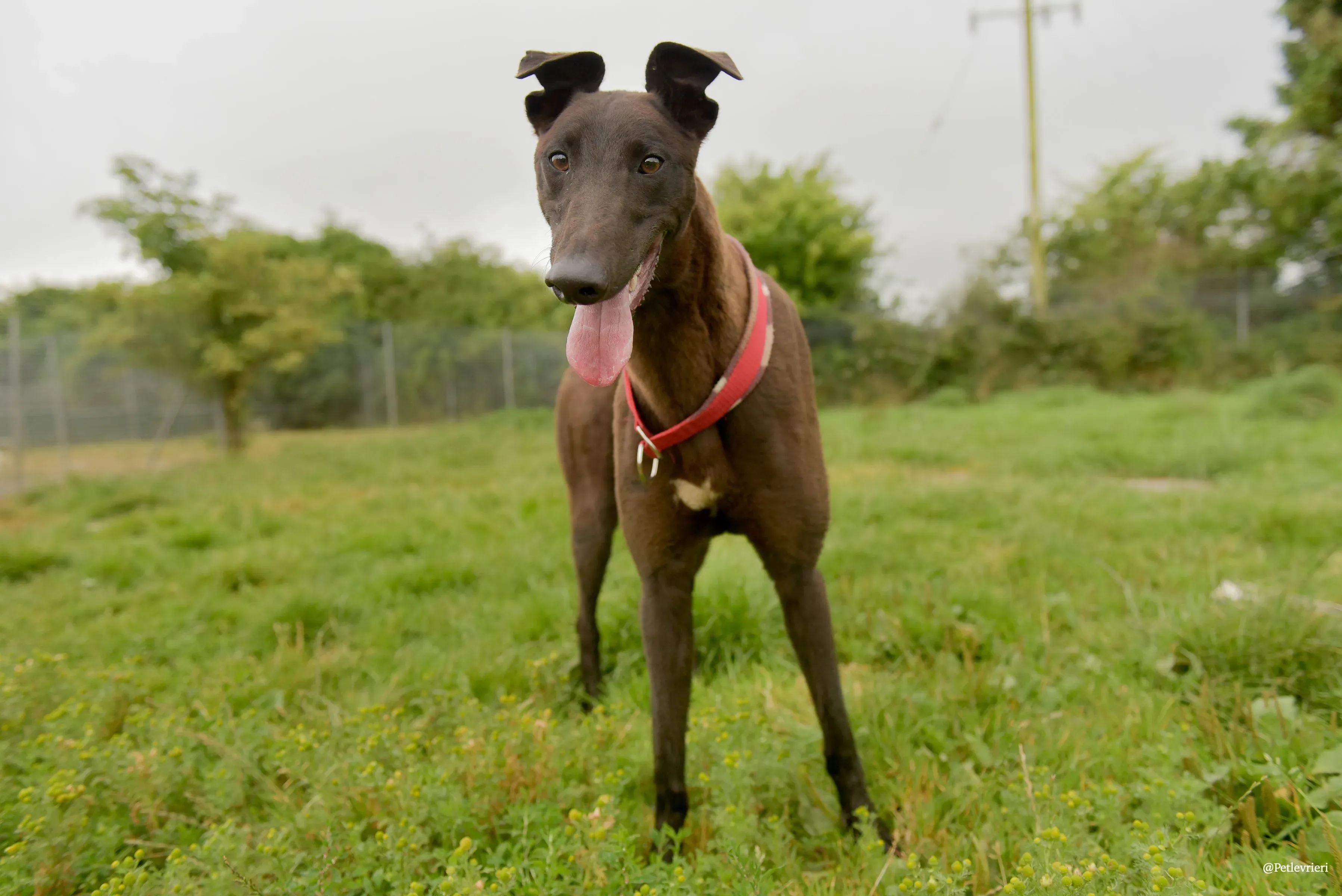CIAN greyhound pet levrieri 21 risultato