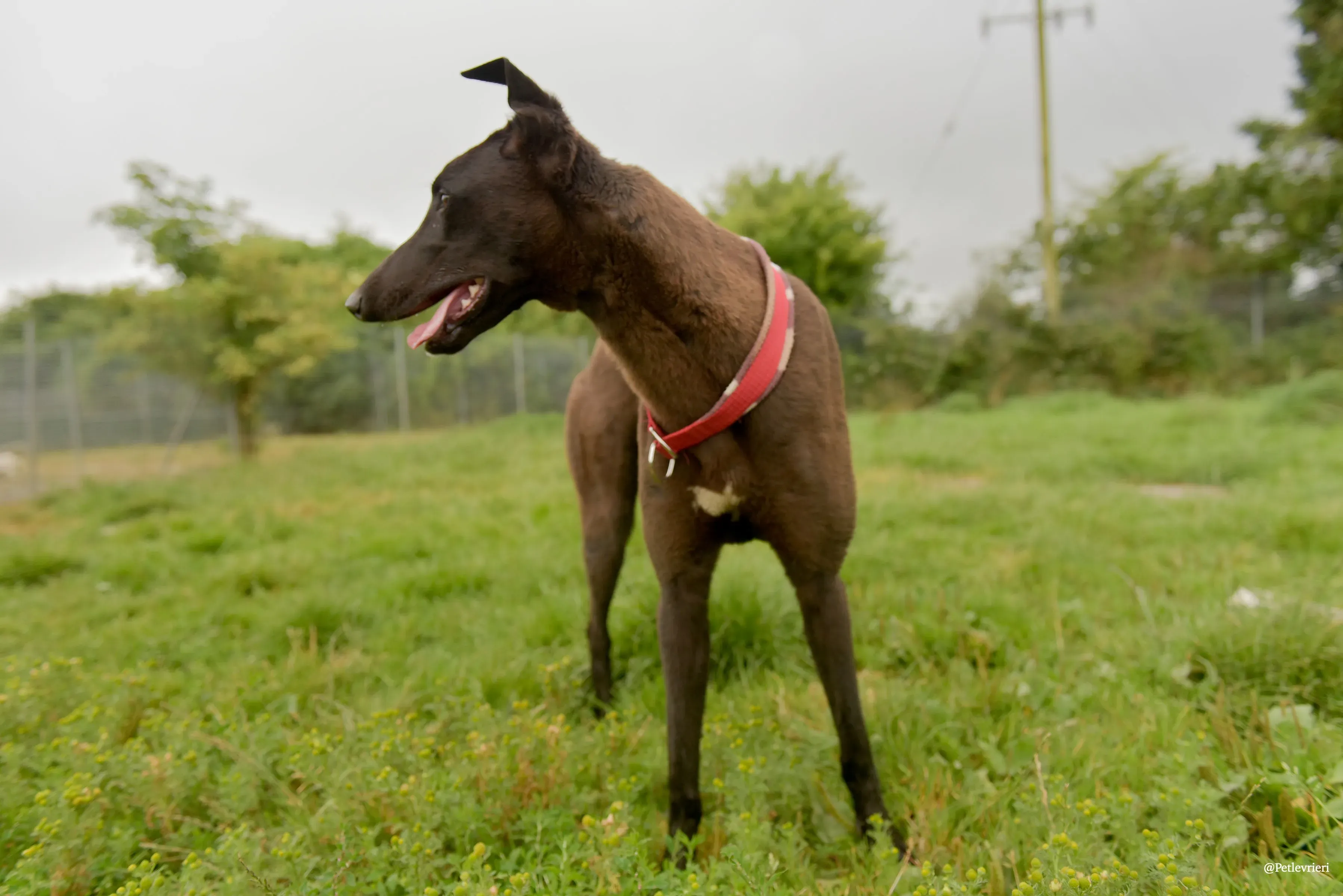 CIAN greyhound pet levrieri 22 risultato