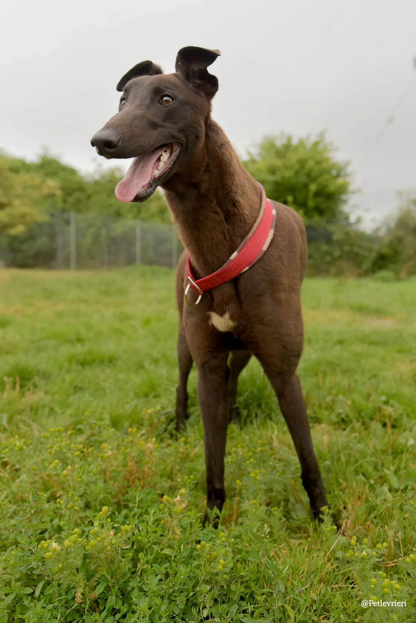 CIAN greyhound pet levrieri 23 risultato