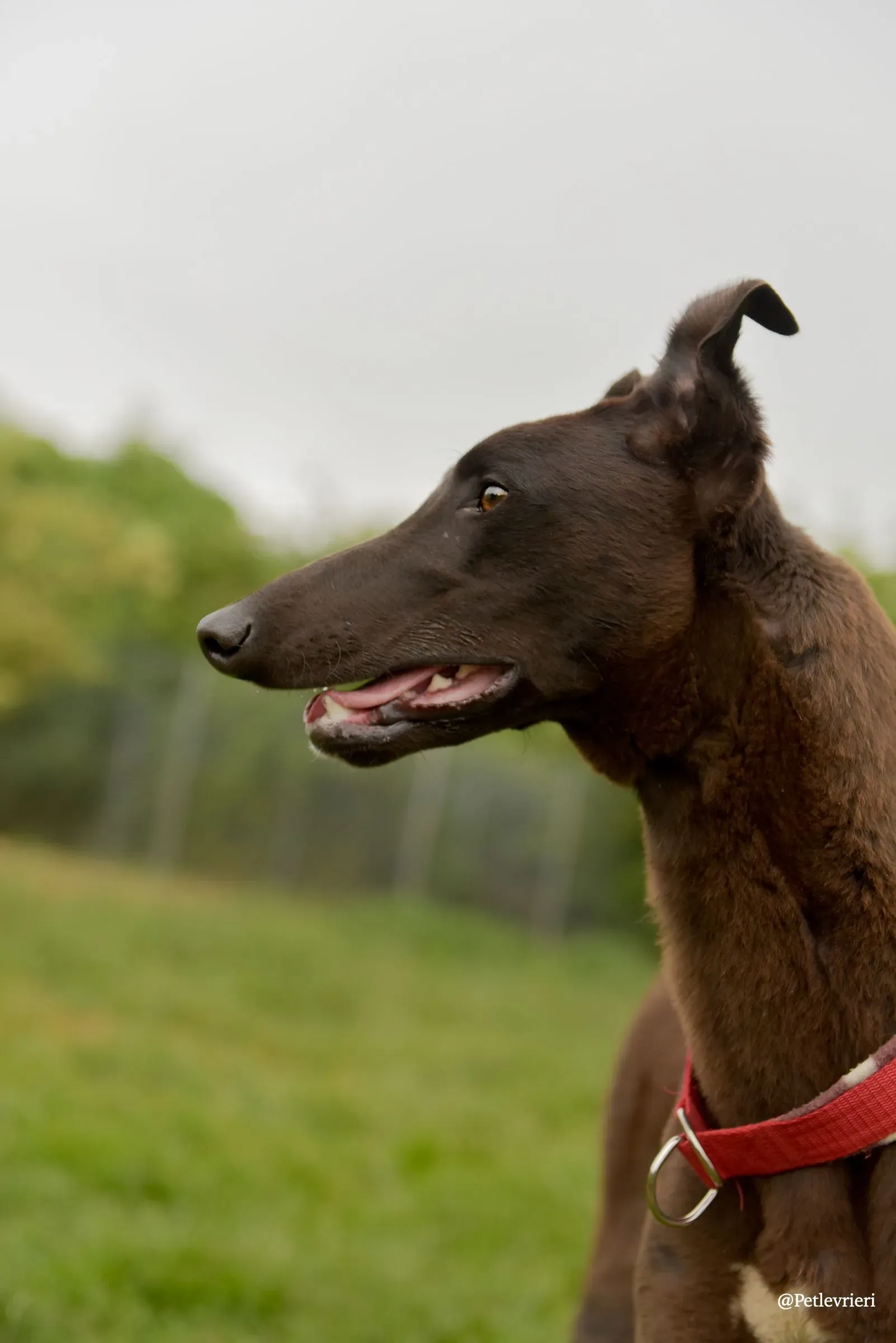CIAN greyhound pet levrieri 24 risultato