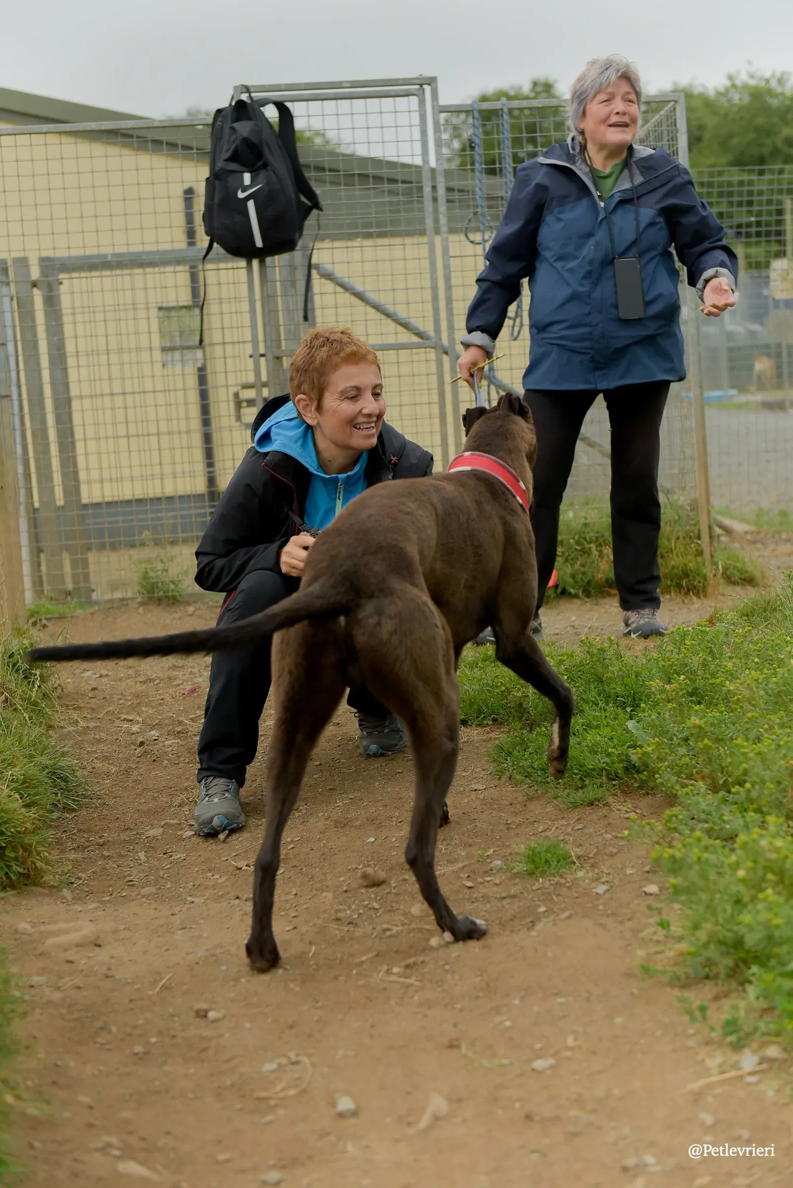 CIAN greyhound pet levrieri 25 risultato