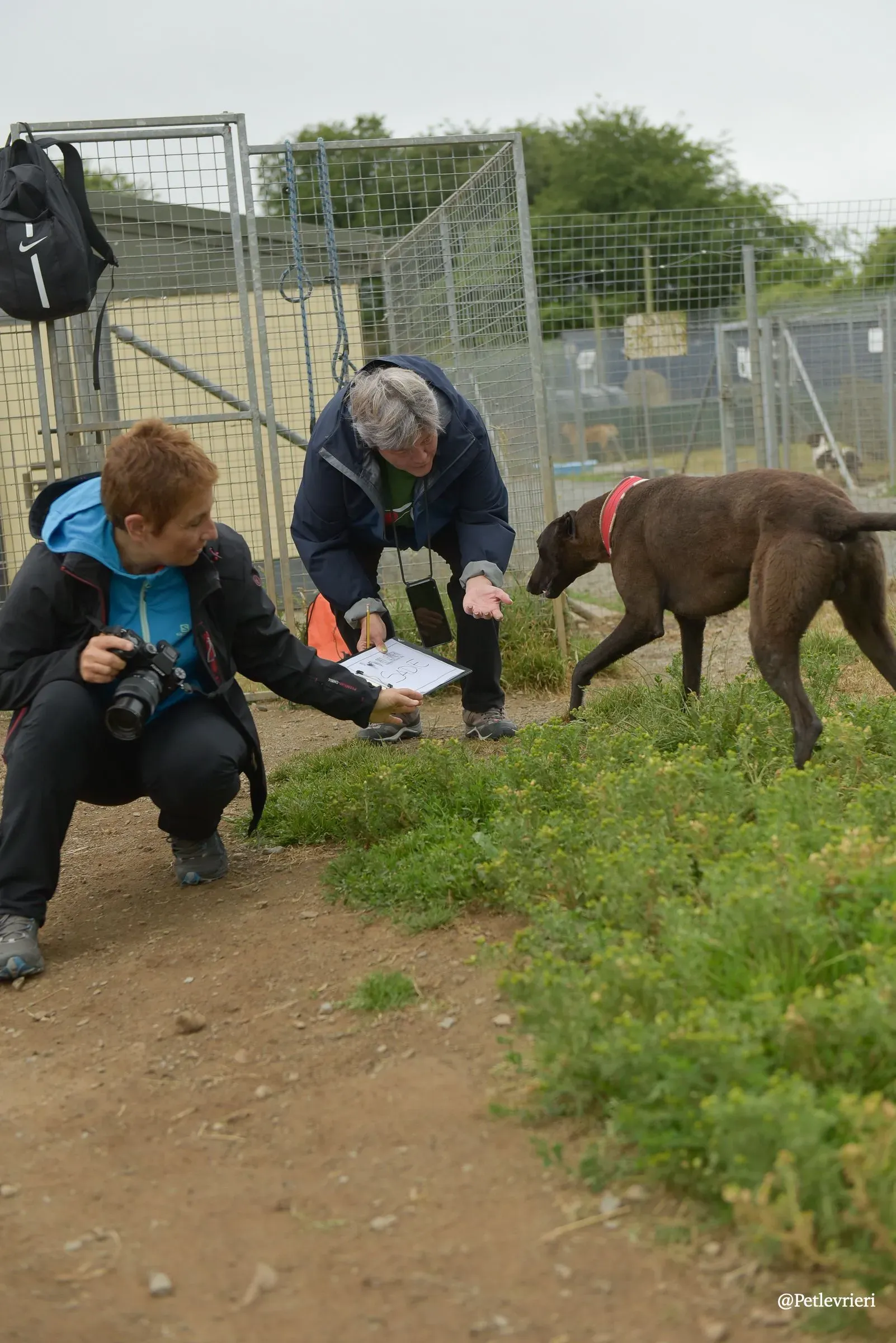 CIAN greyhound pet levrieri 26 risultato