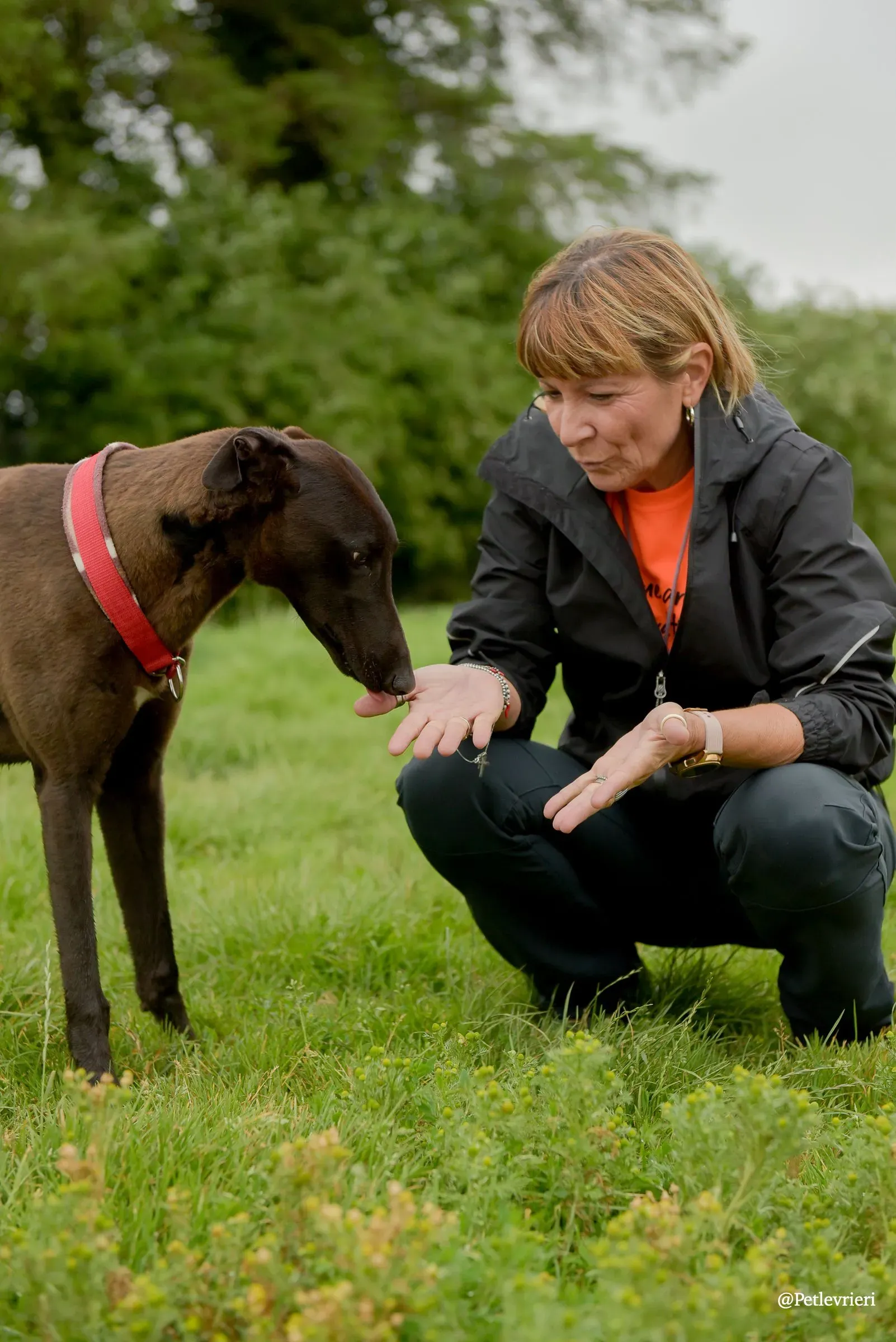 CIAN greyhound pet levrieri 27 risultato